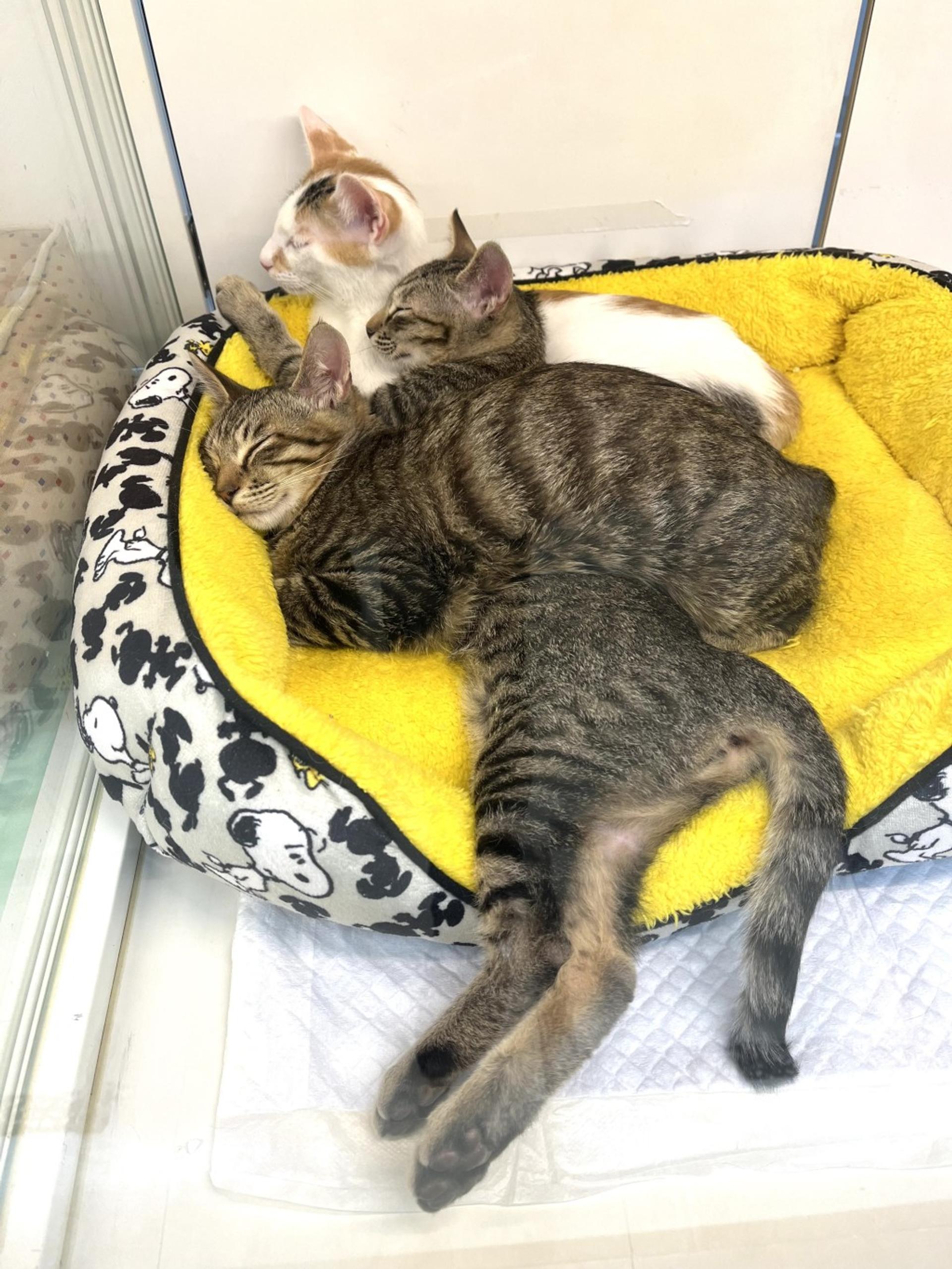 pet-image-7