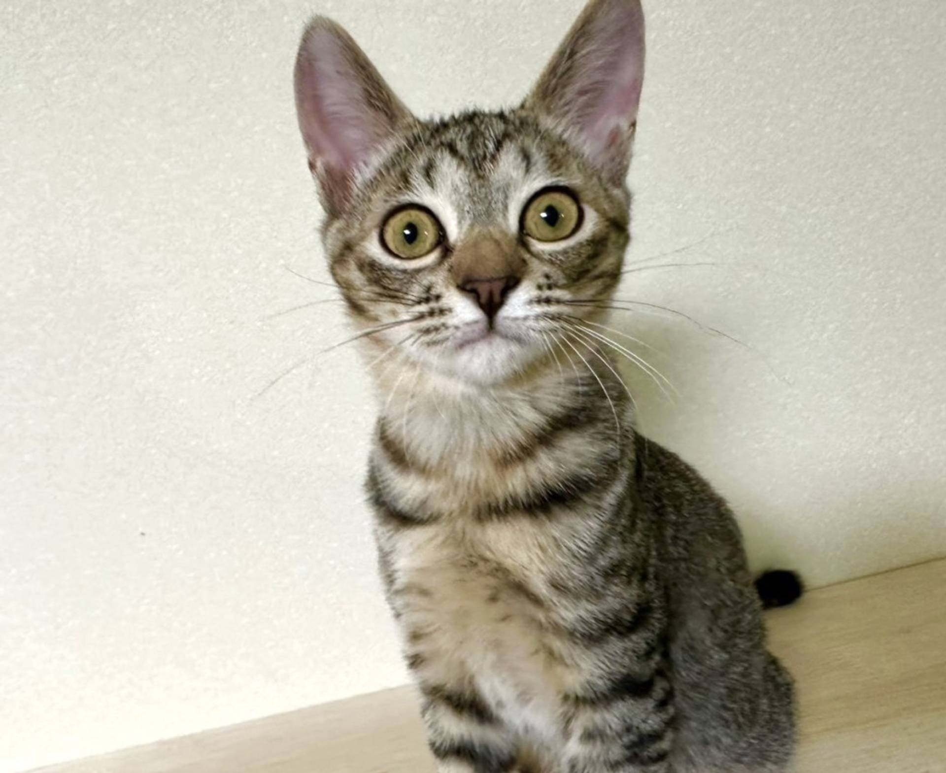 雑種（ミックス猫）・メスの里親募集の写真