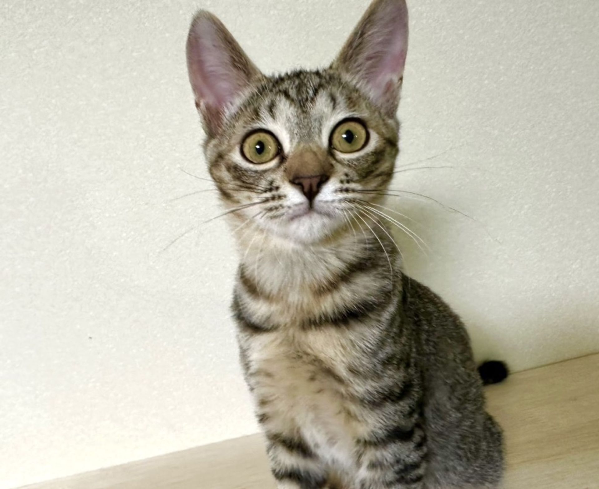 雑種（ミックス猫）・メスの里親募集の写真