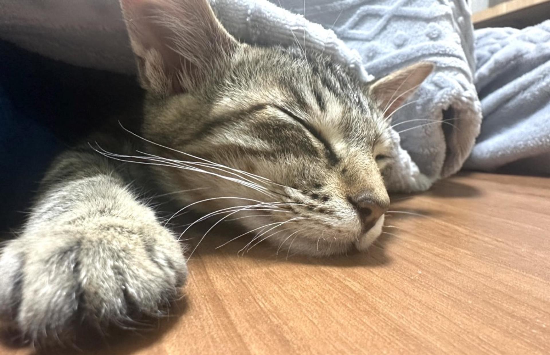 pet-image-3