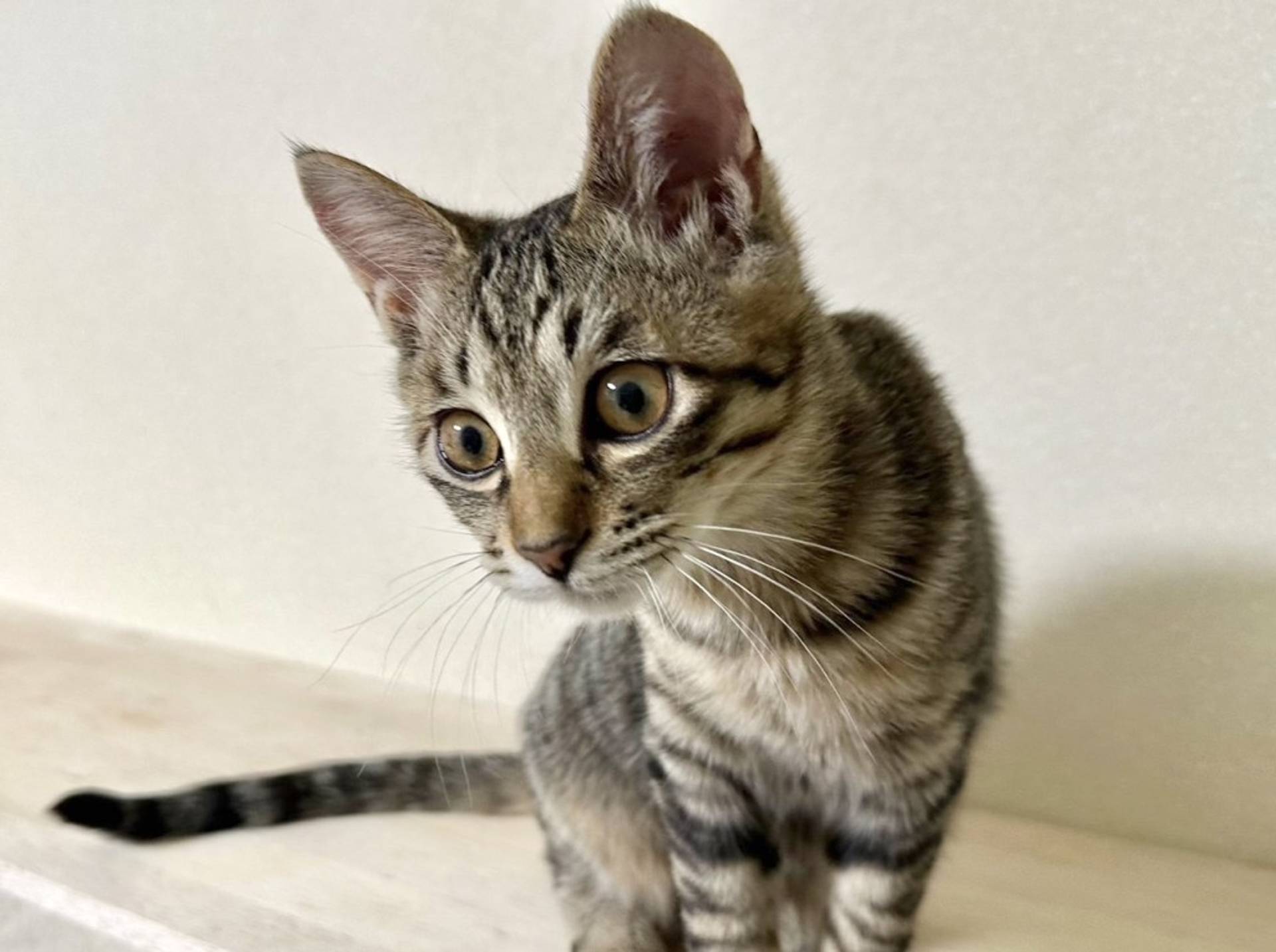 雑種（ミックス猫）・オスの里親募集の写真