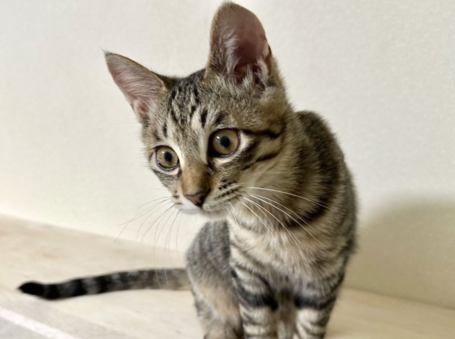 雑種（ミックス猫）・オスの里親募集の写真