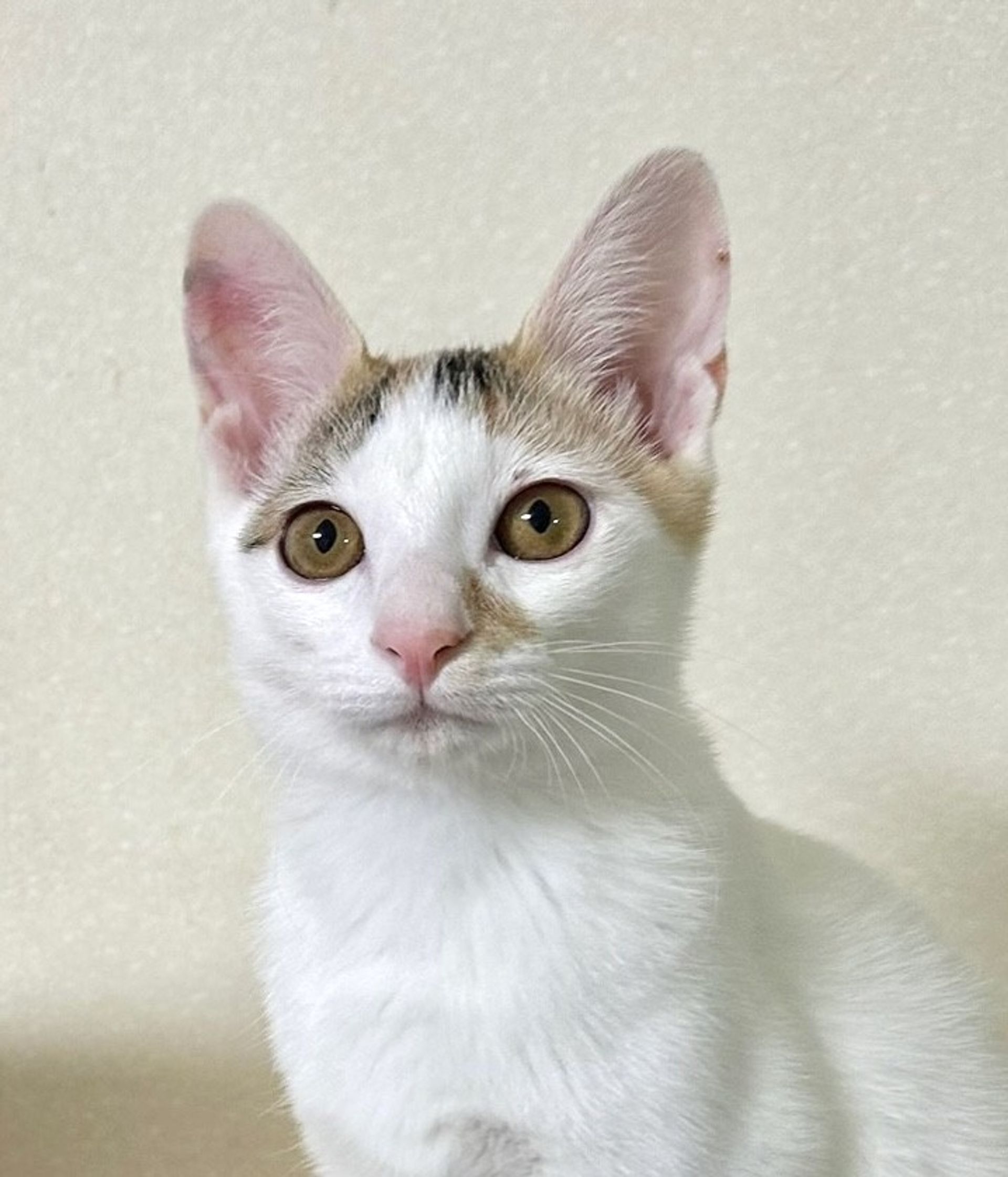 雑種（ミックス猫）・メスの里親募集の写真
