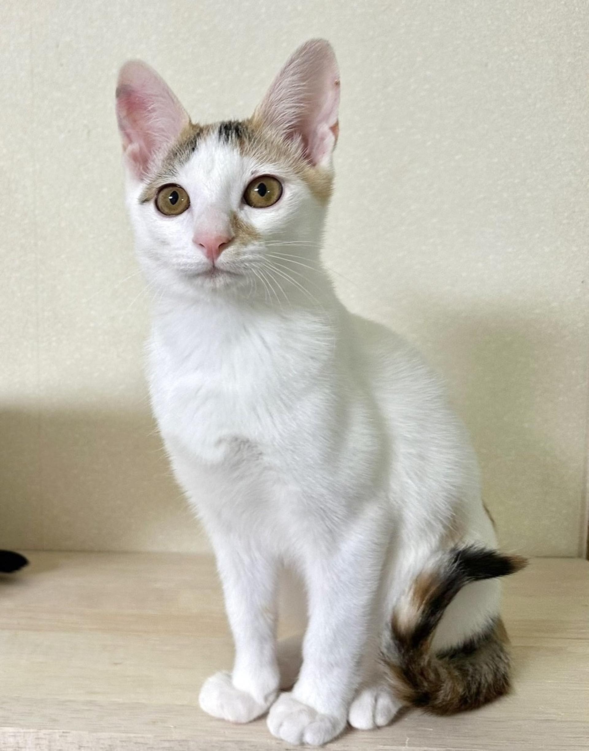 pet-image-2