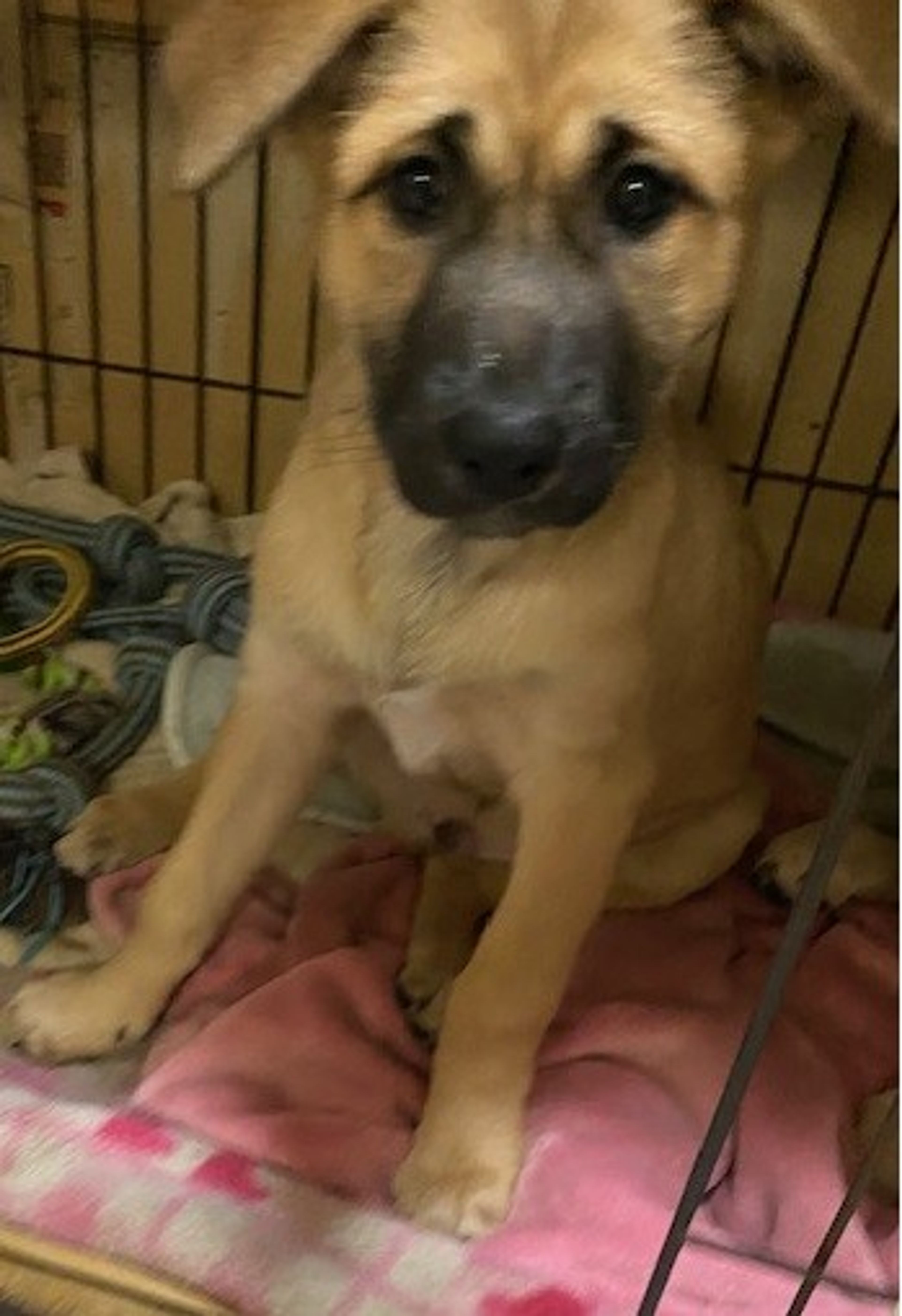 pet-image-2