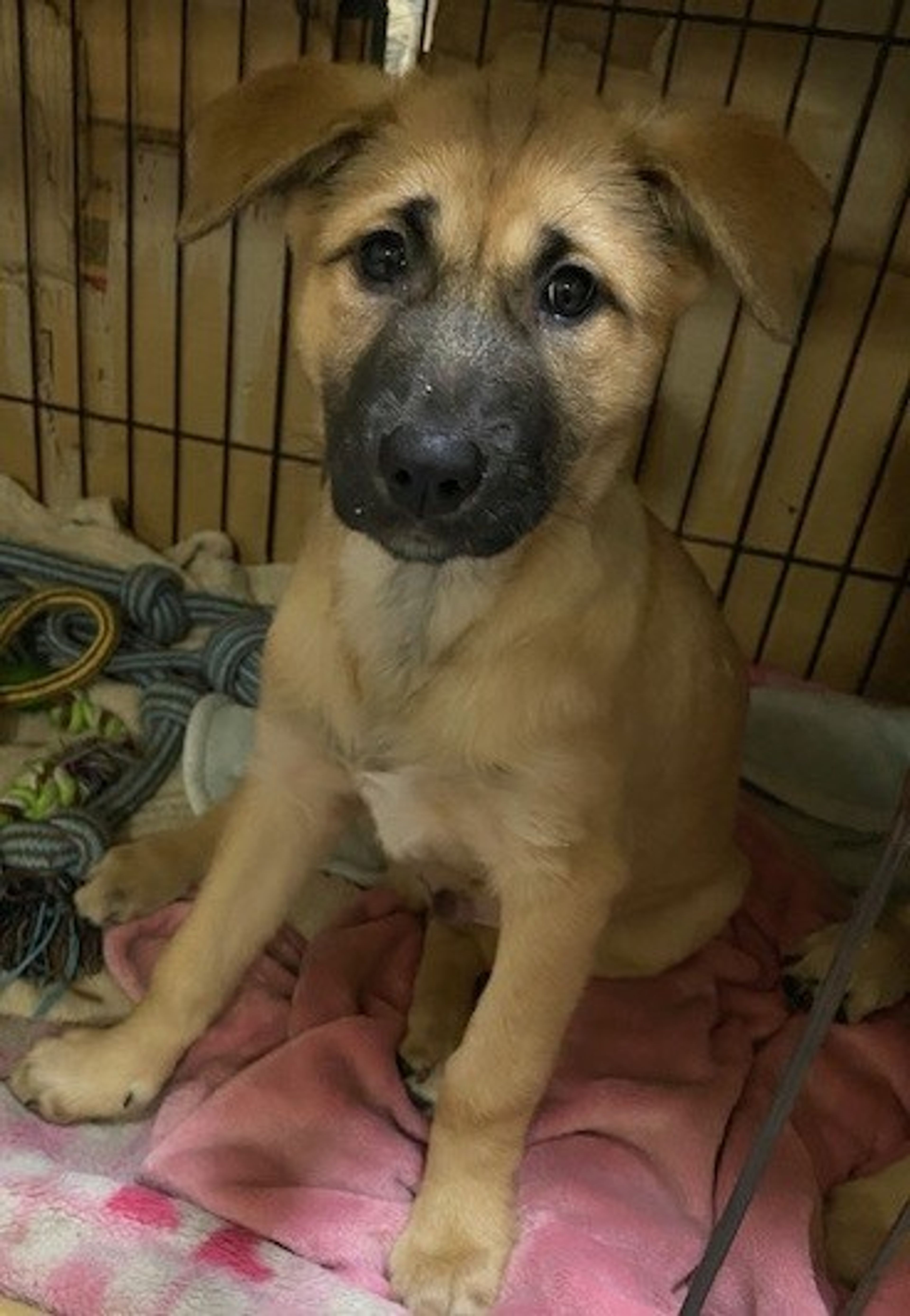 pet-image-3