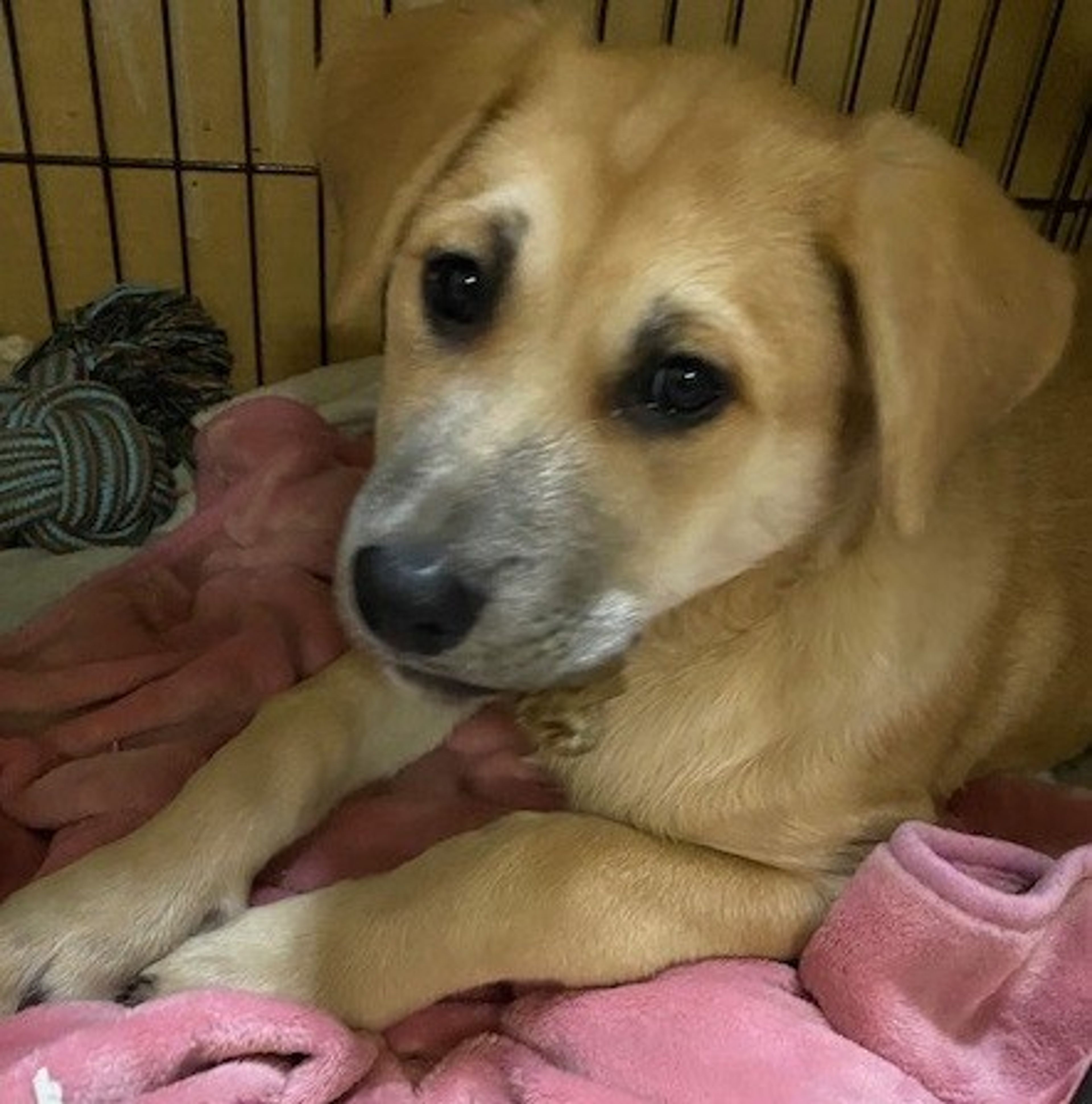pet-image-2