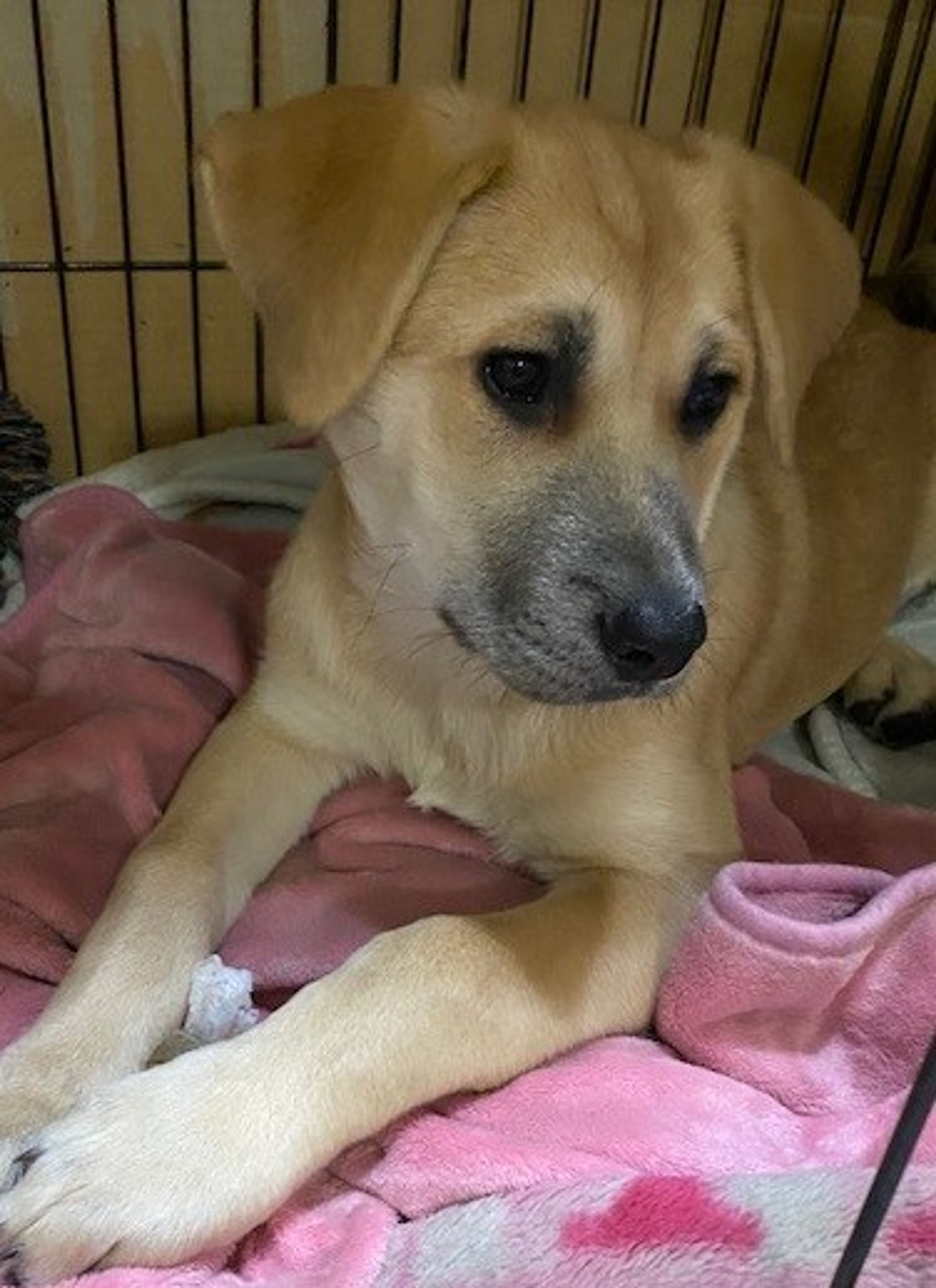 pet-image-3