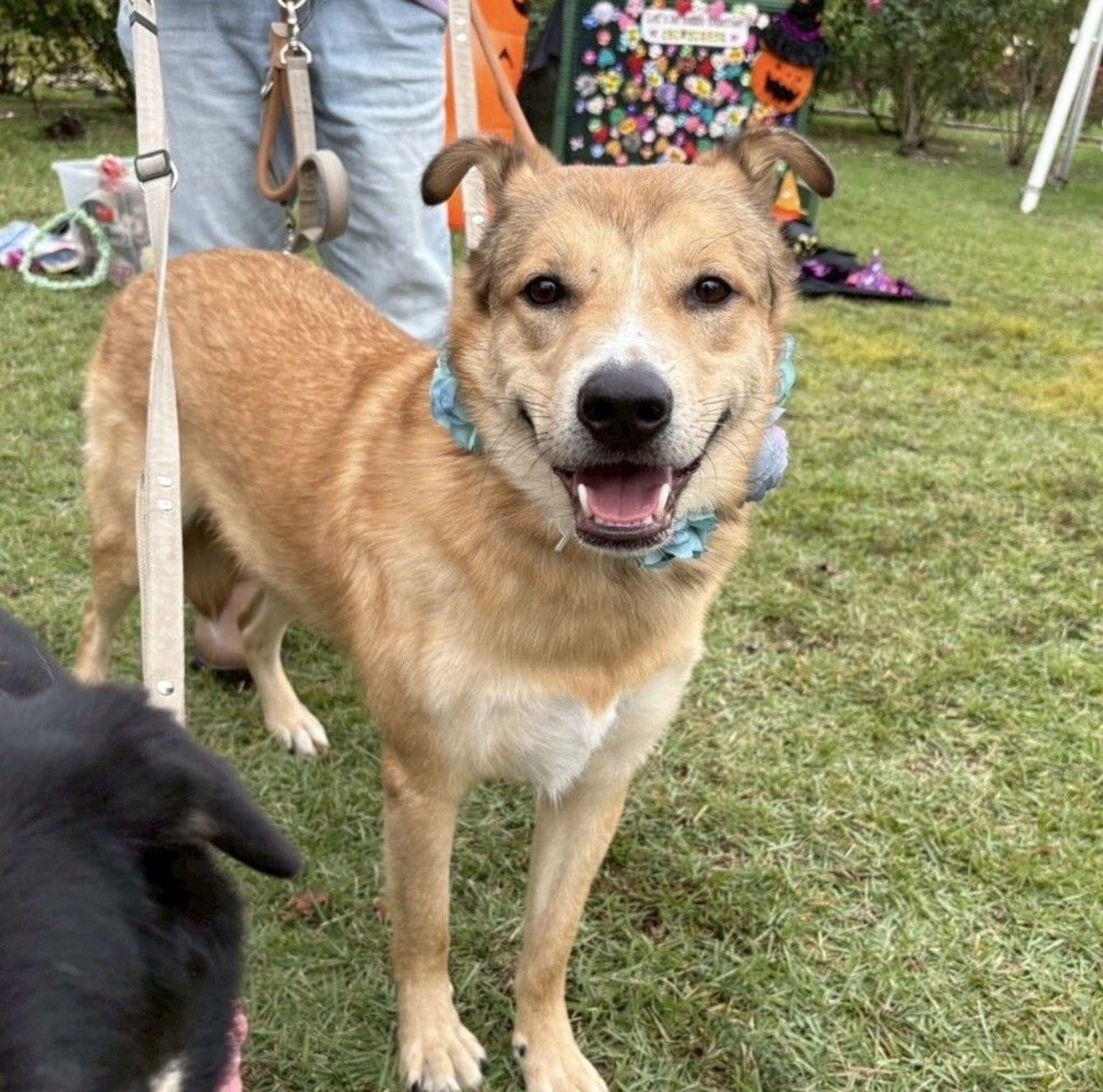 雑種（ミックス犬）・オスの里親募集の写真