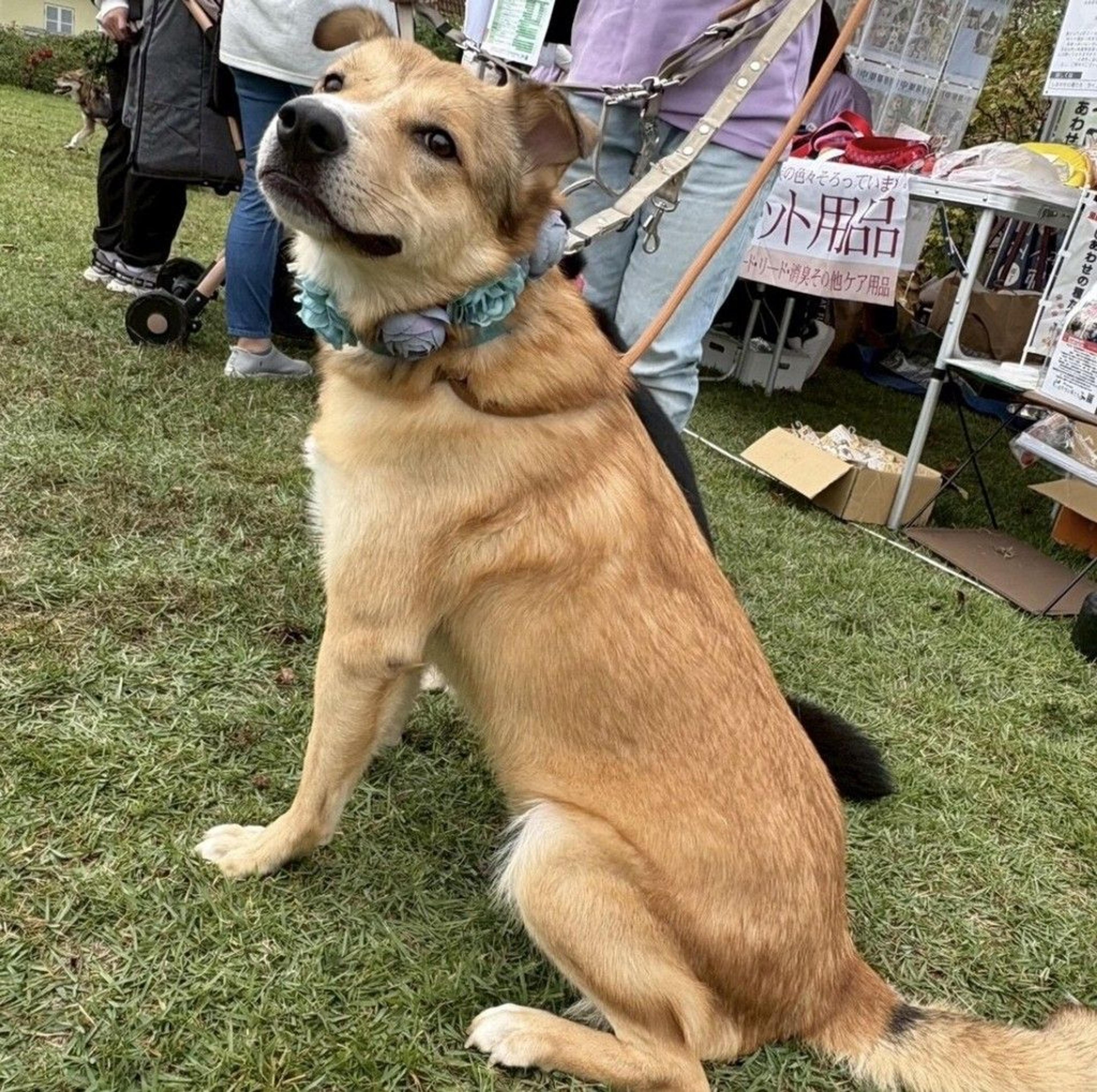 pet-image-2