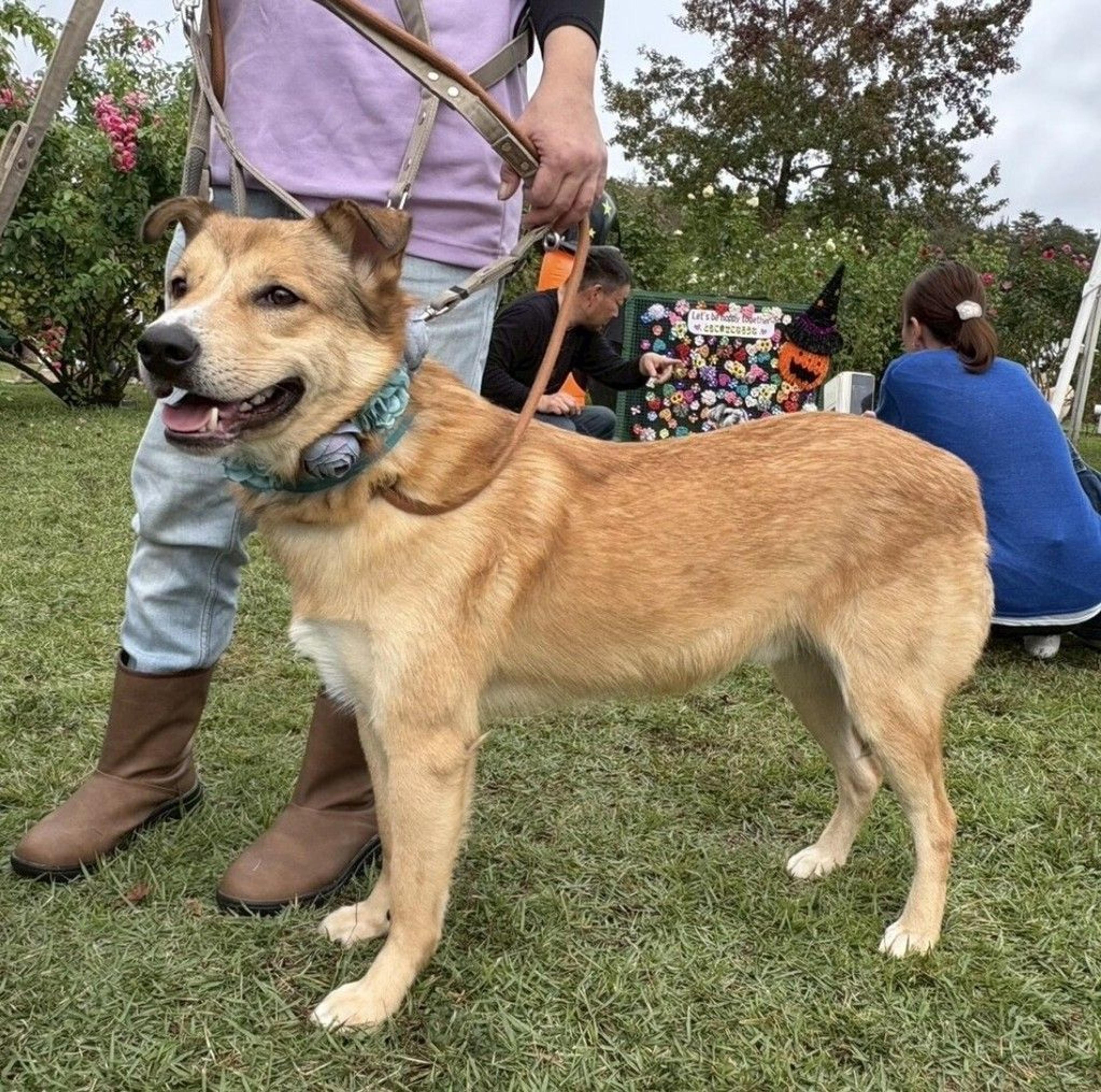 pet-image-3