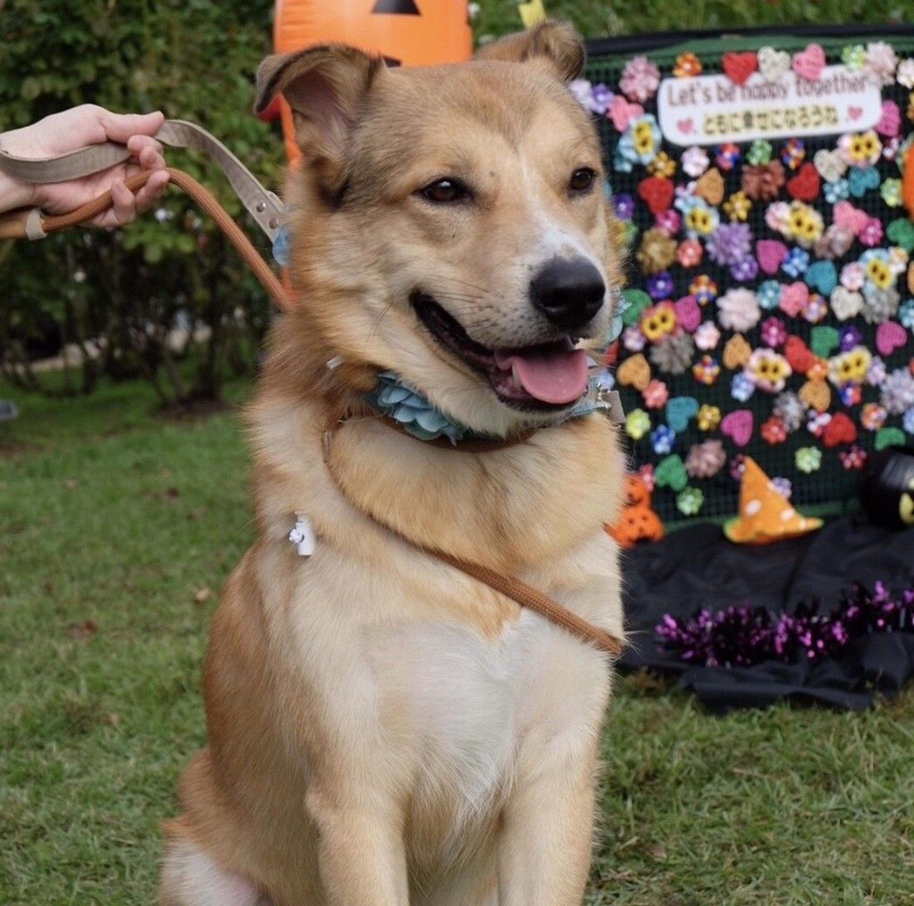pet-image-4