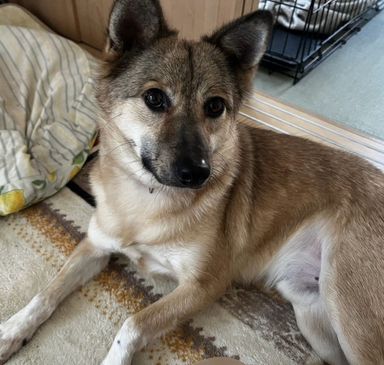 雑種（ミックス犬）・オスの里親募集の写真