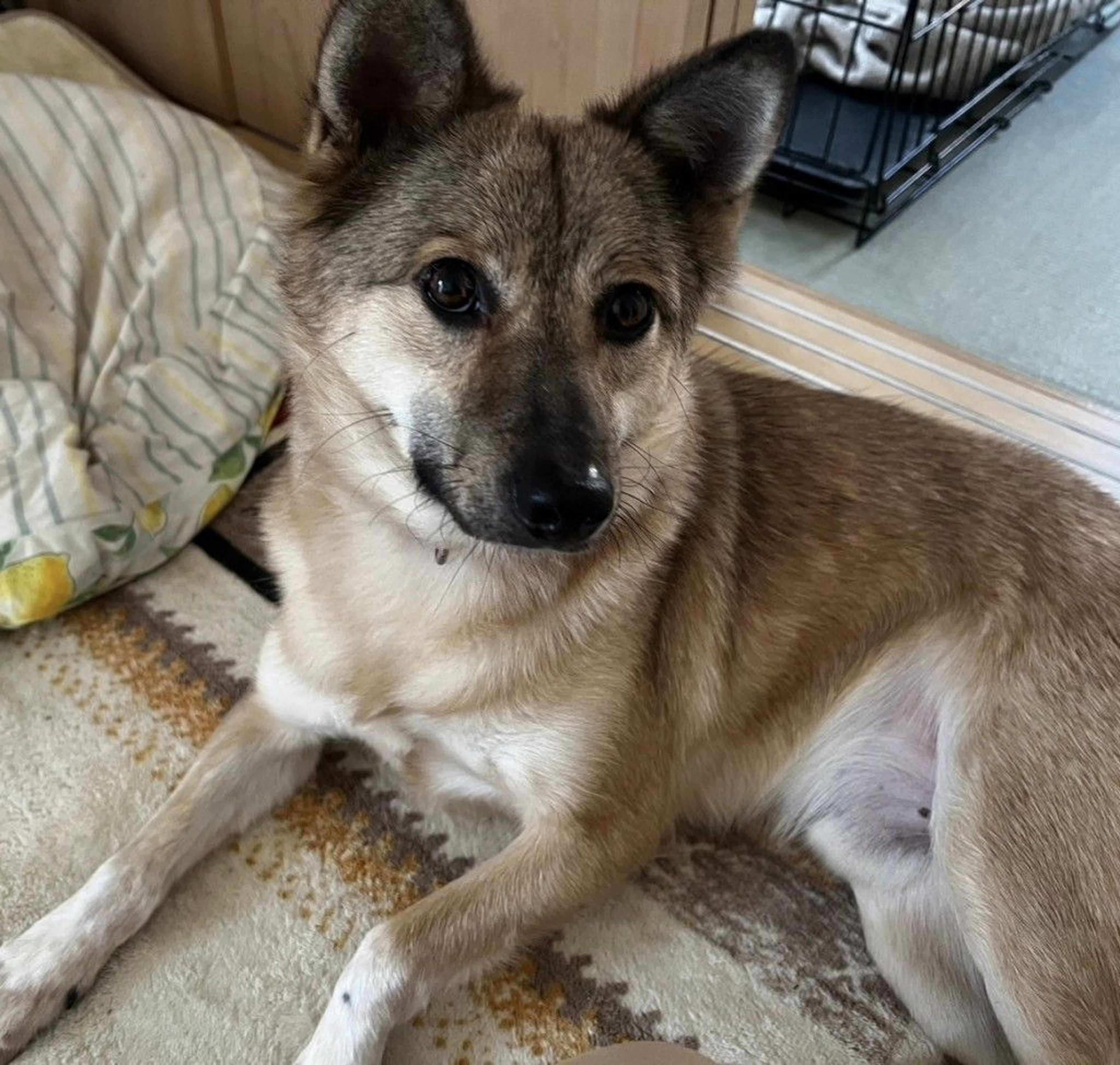 雑種（ミックス犬）・オスの里親募集の写真