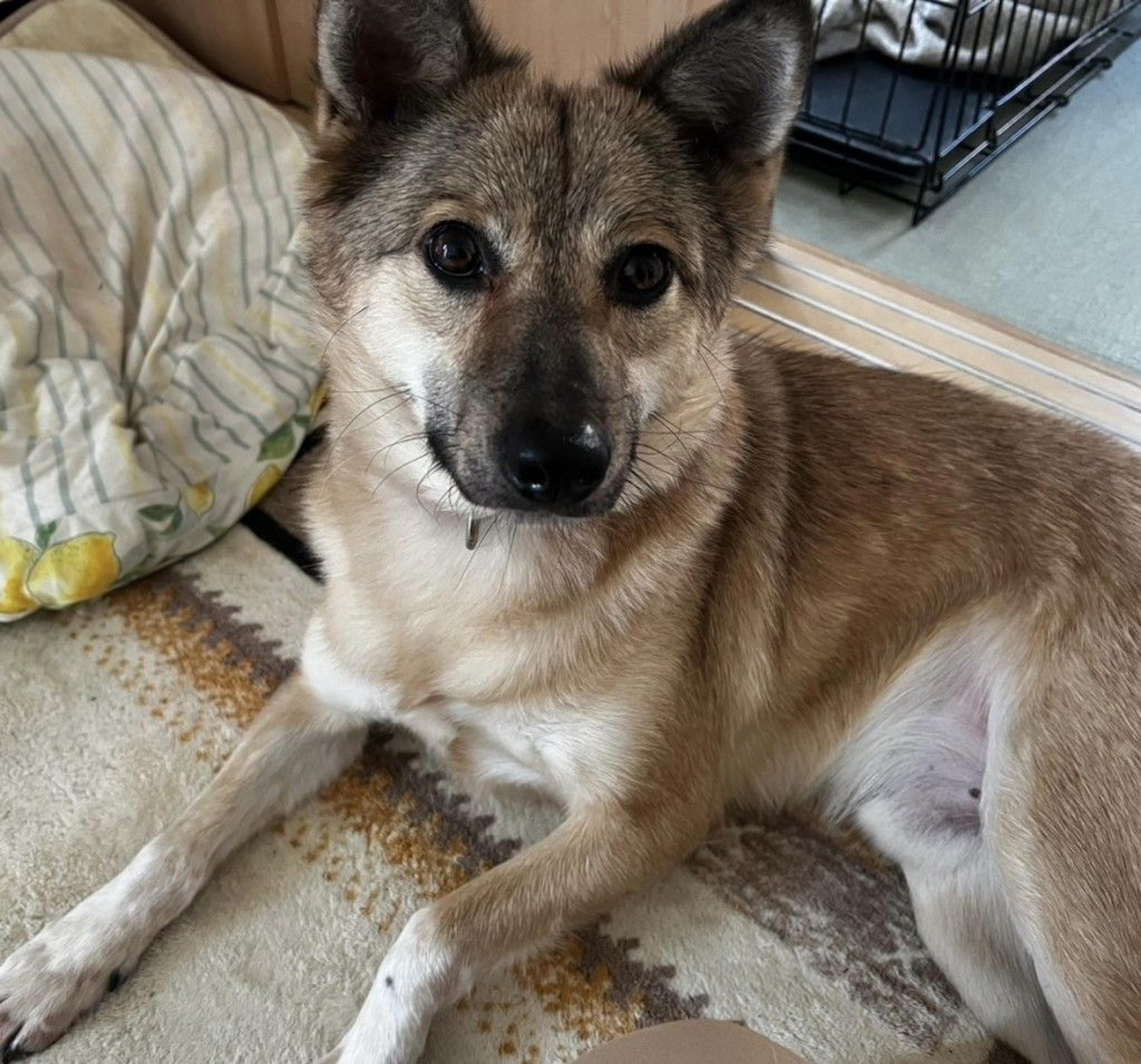 pet-image-2