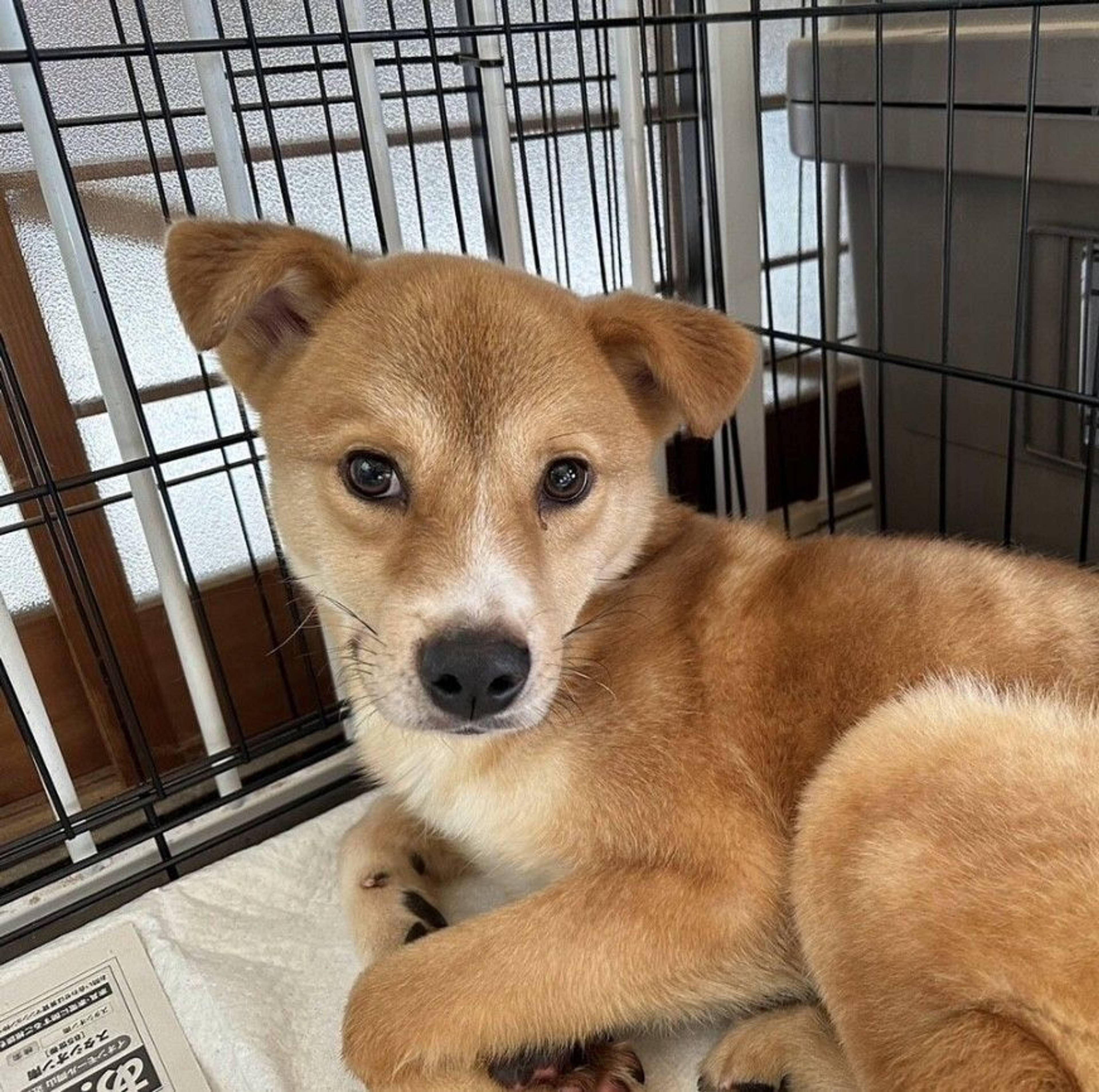 雑種（ミックス犬）・オスの里親募集の写真