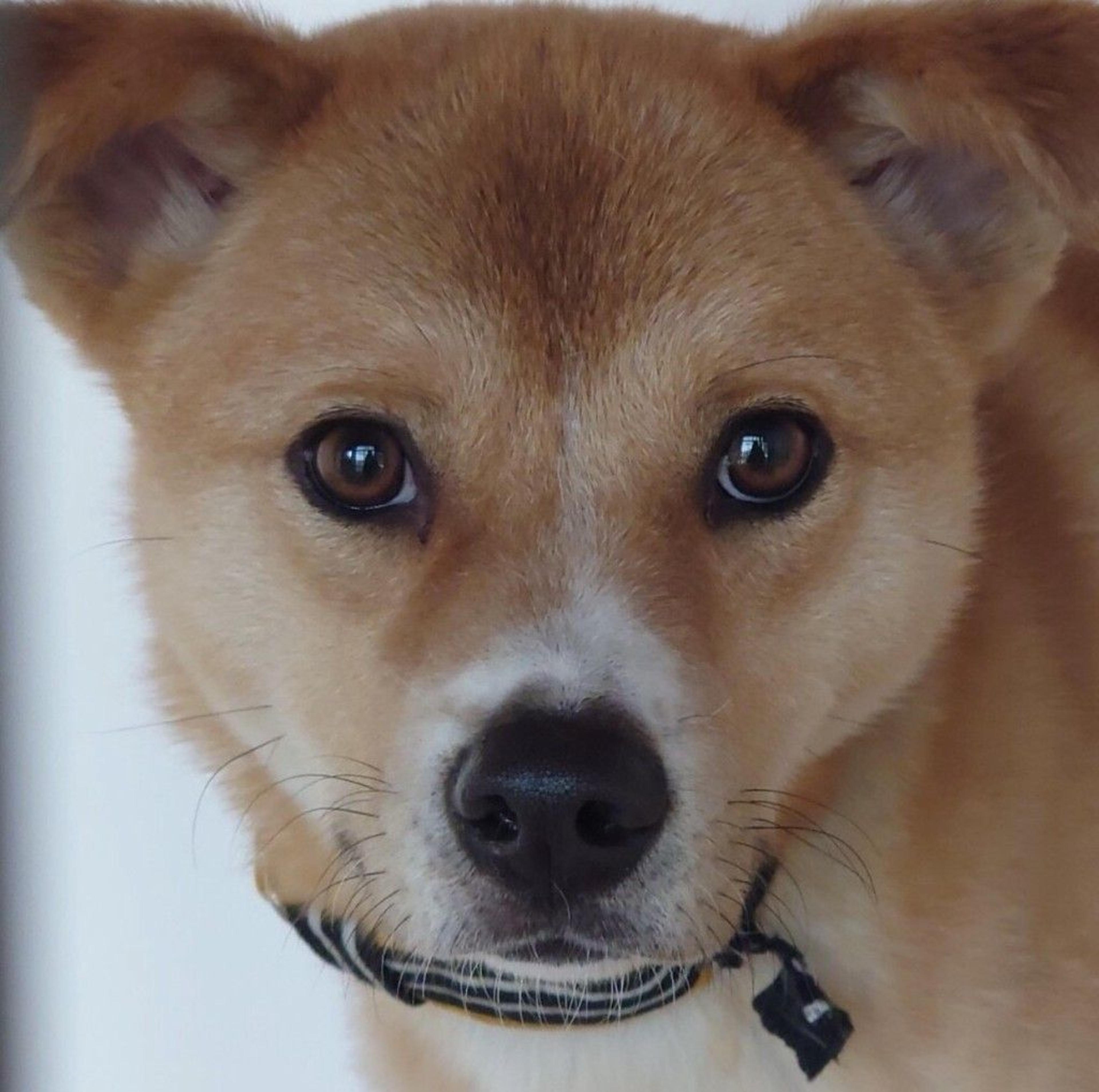 pet-image-4