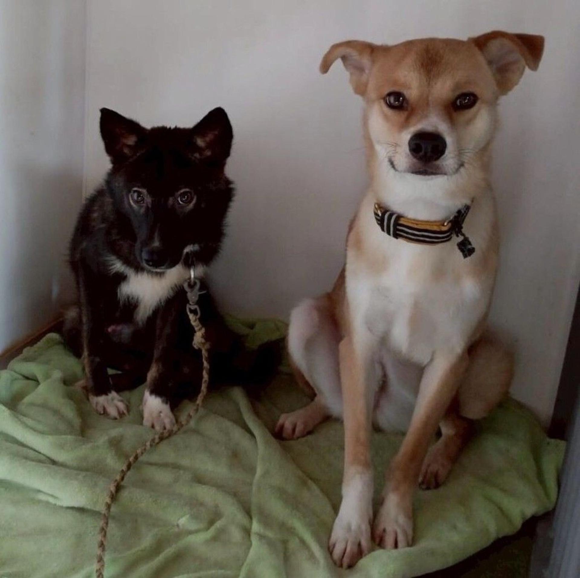 pet-image-6