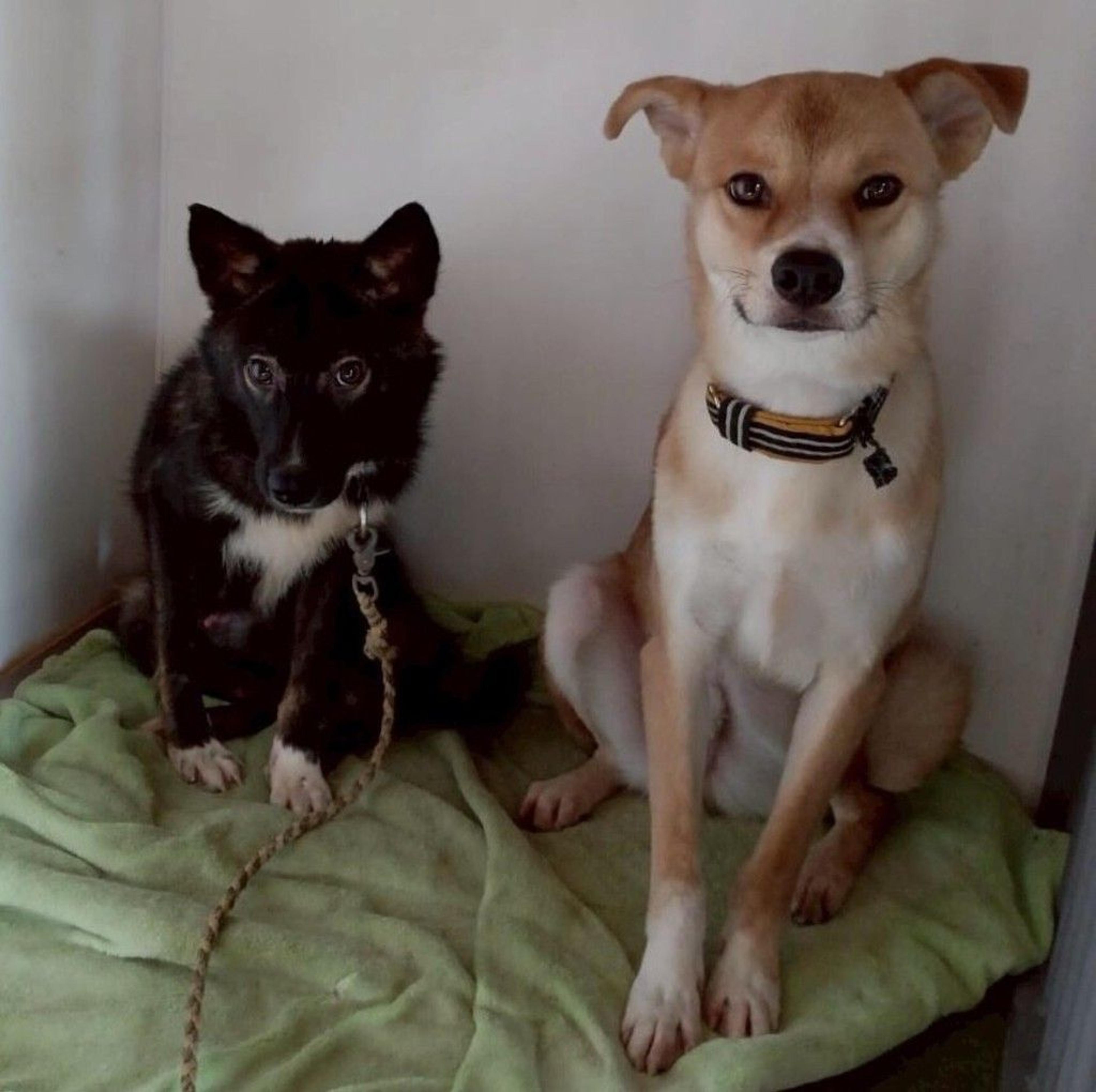 pet-image-6