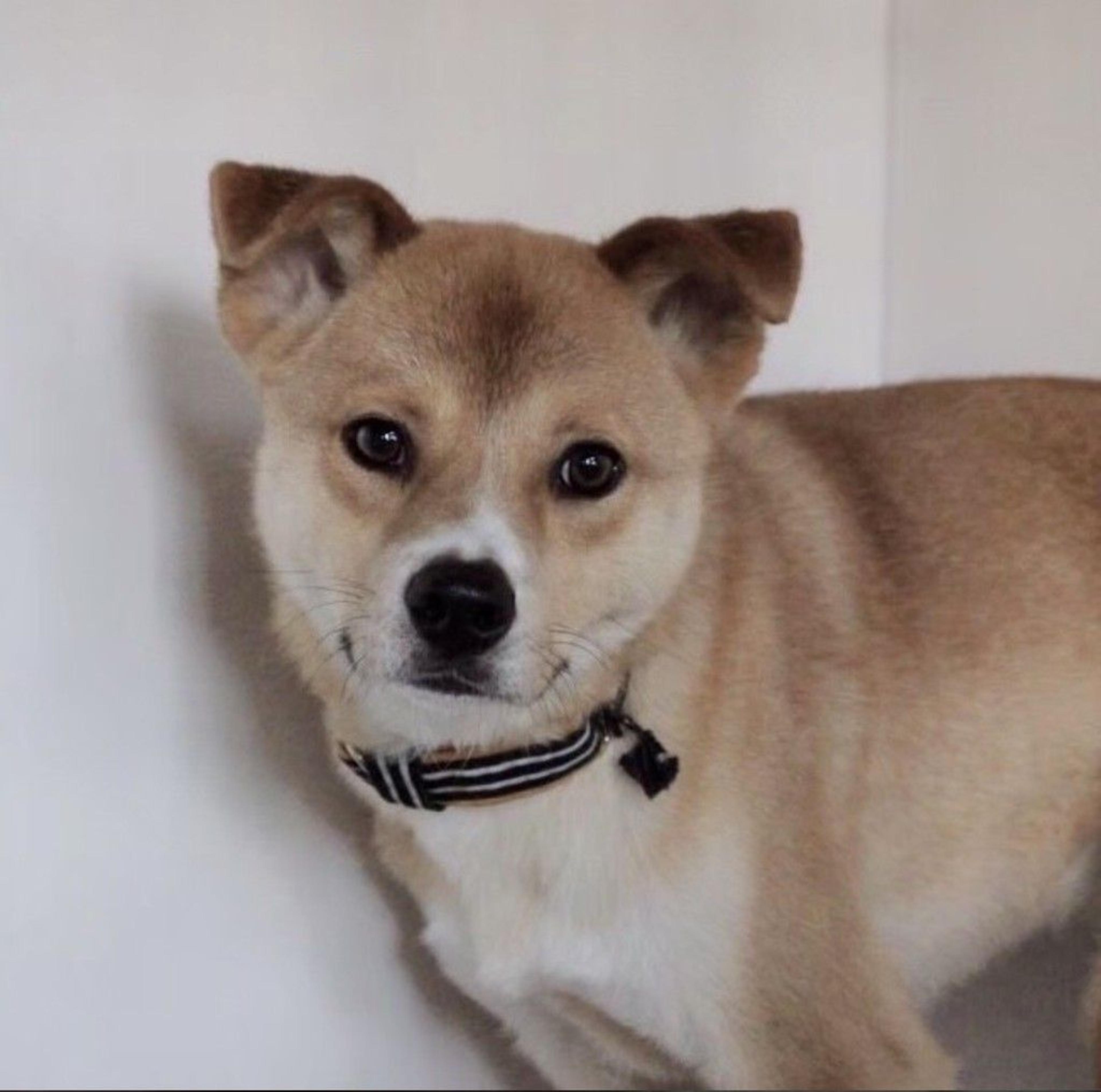 pet-image-7