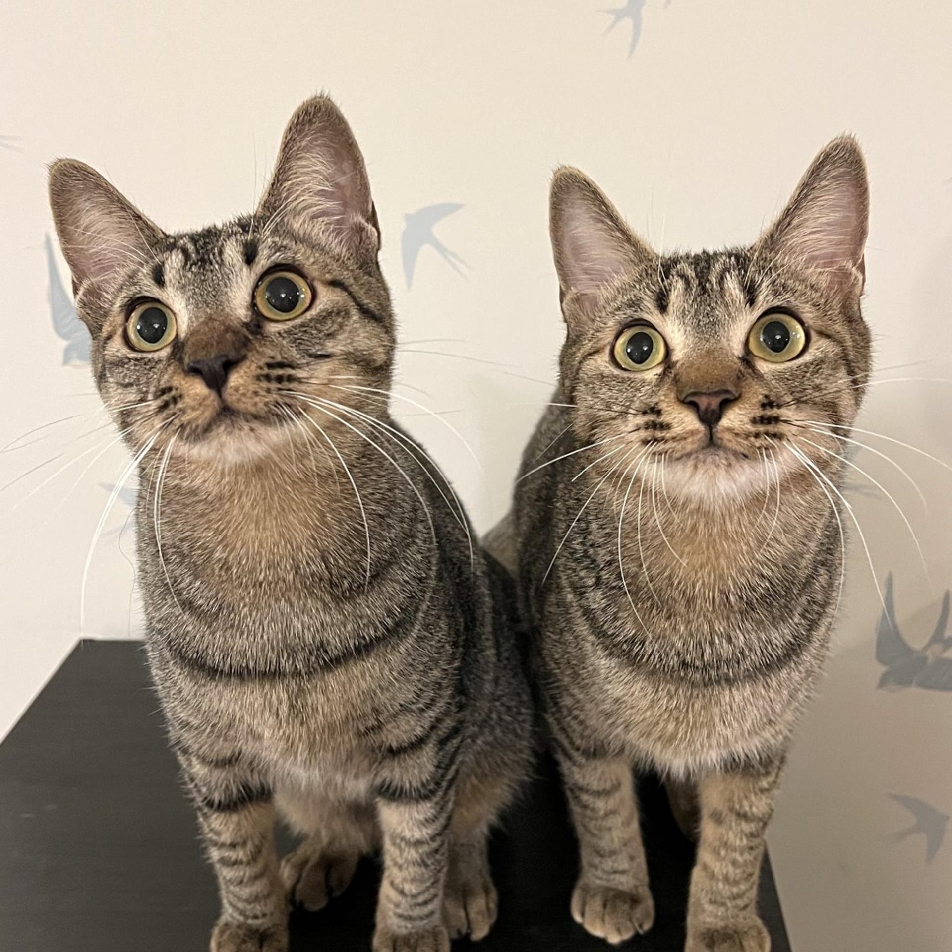 pet-image-6