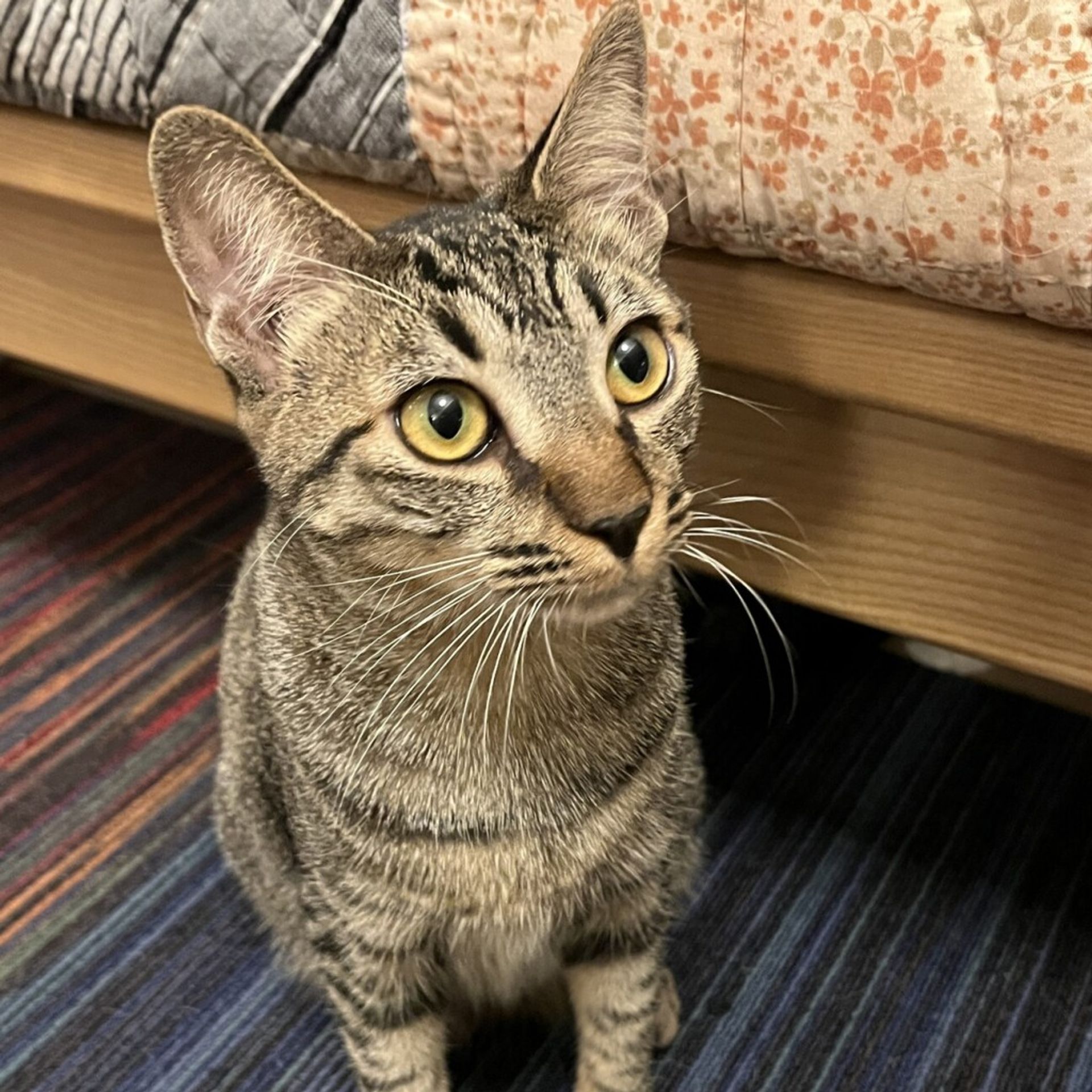 雑種（ミックス猫）・メスの里親募集の写真