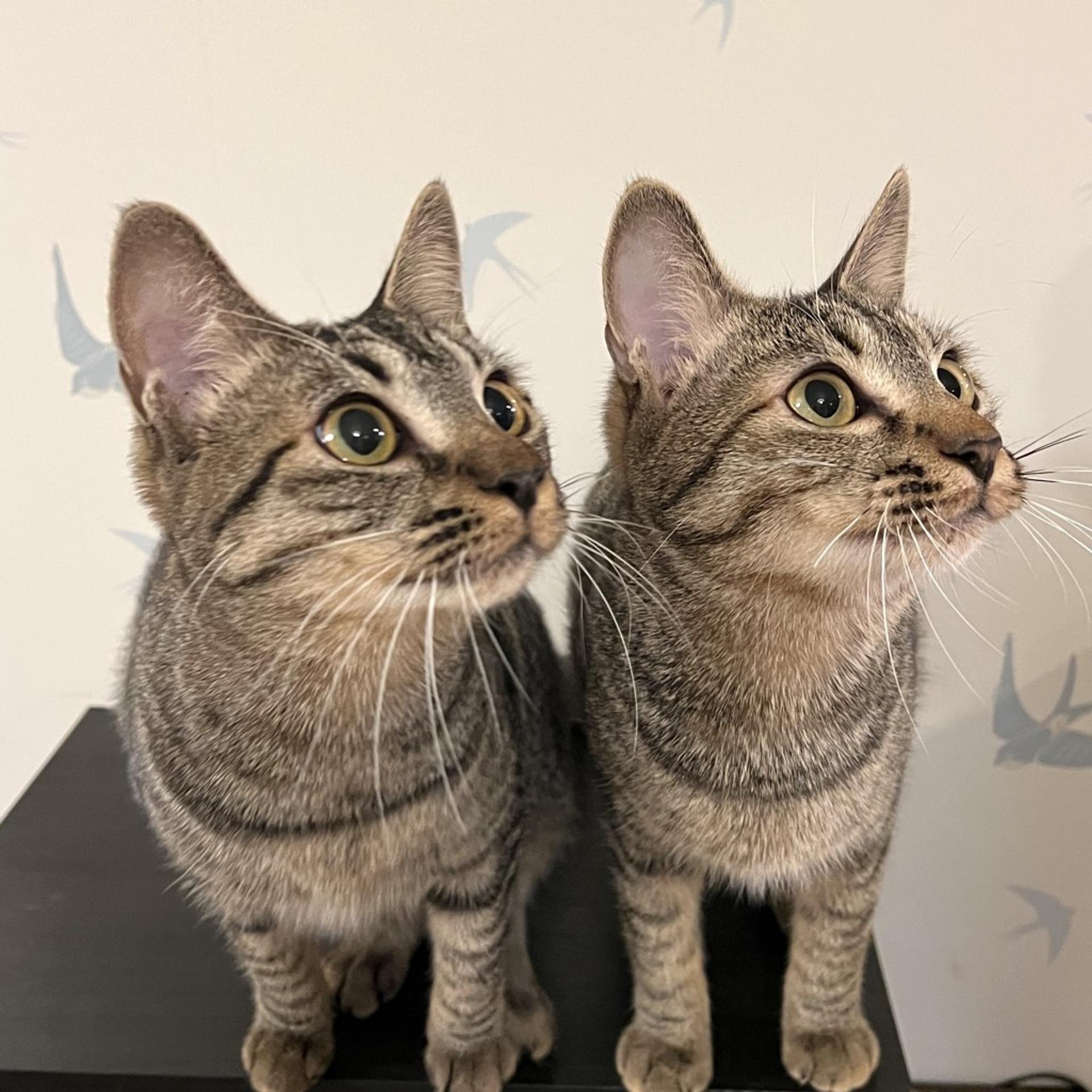 pet-image-7