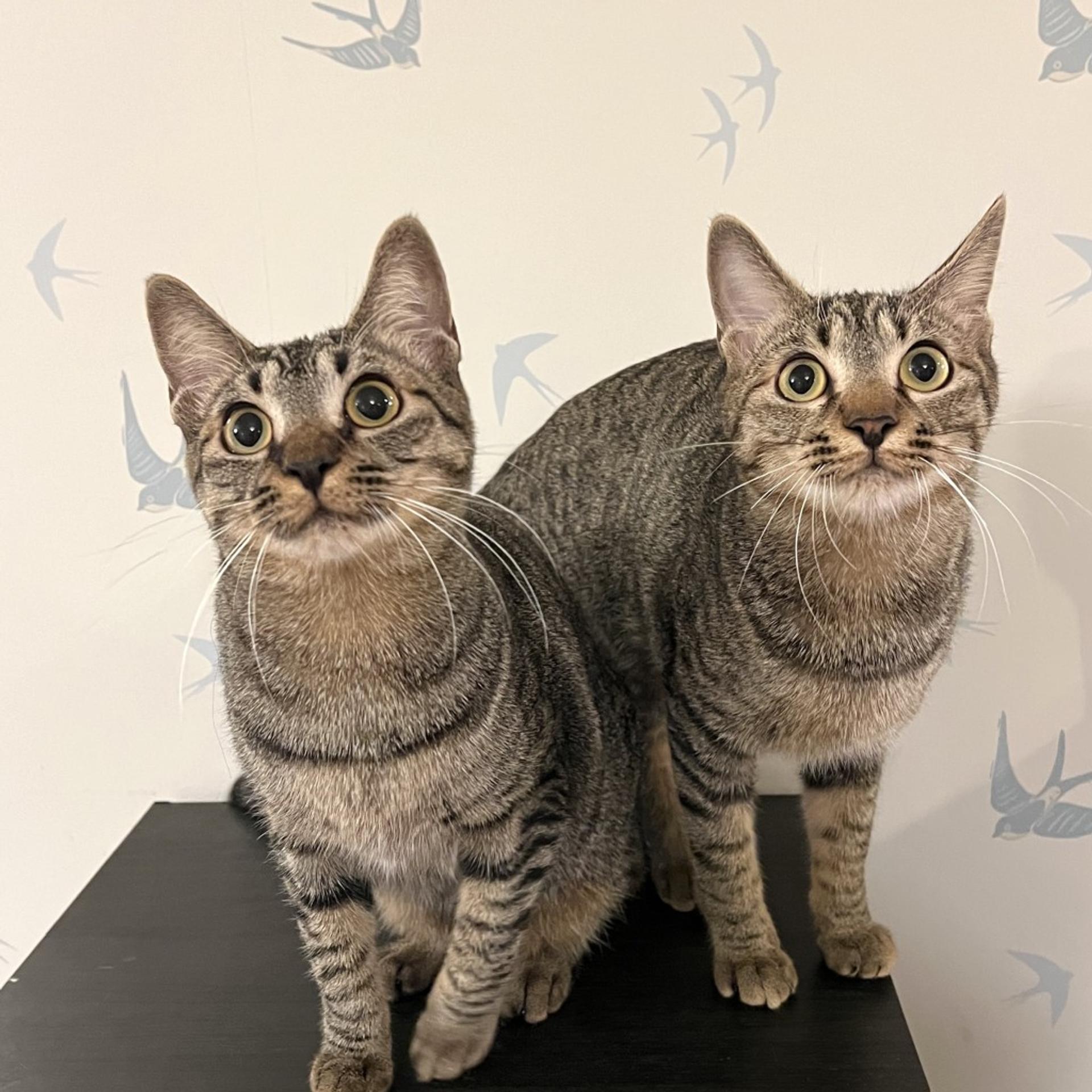 pet-image-8