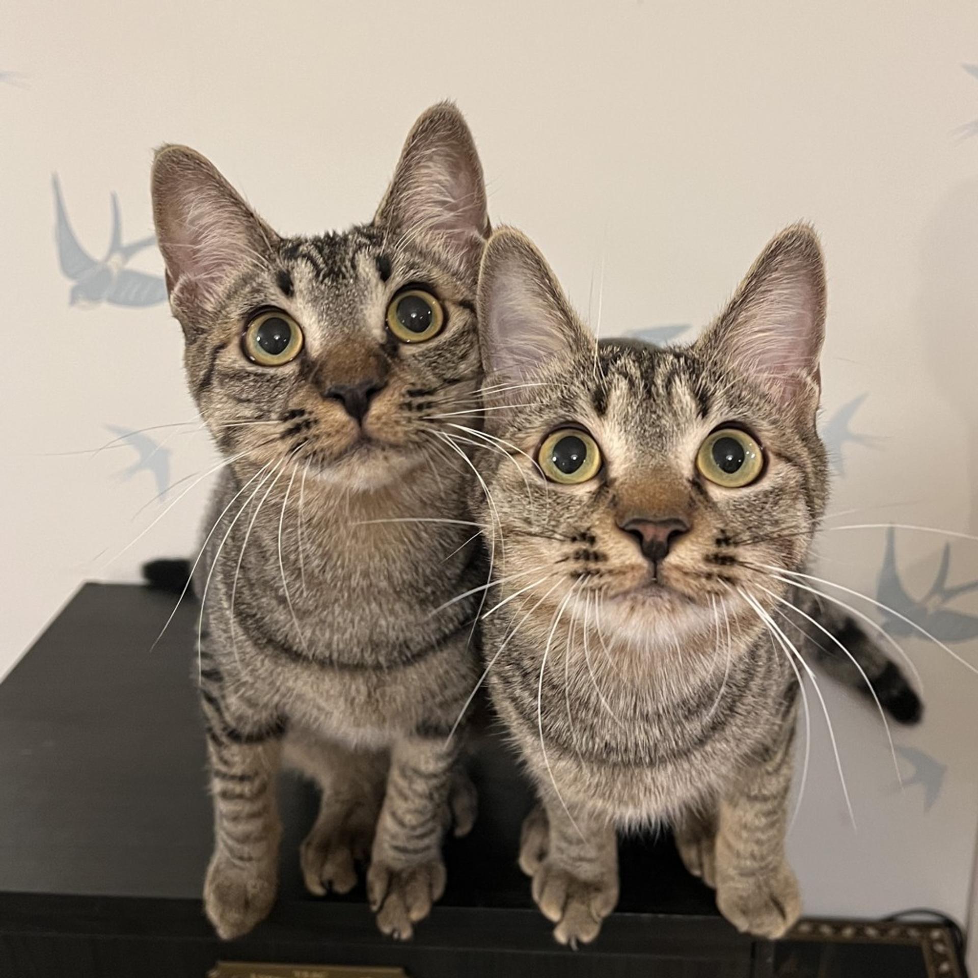 pet-image-10