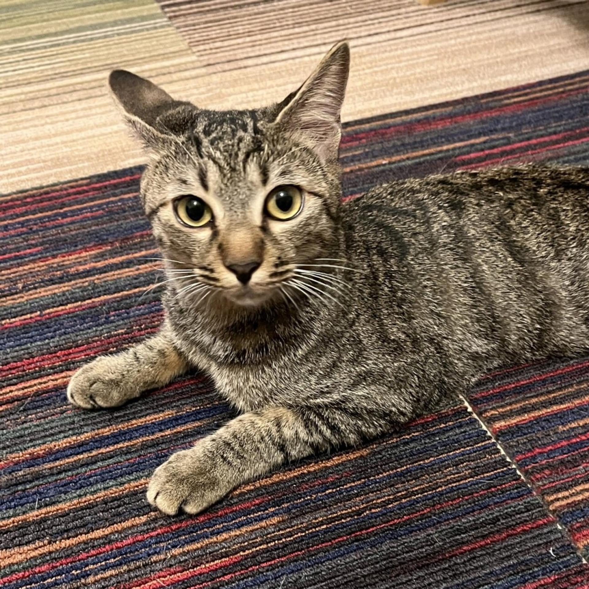 pet-image-2