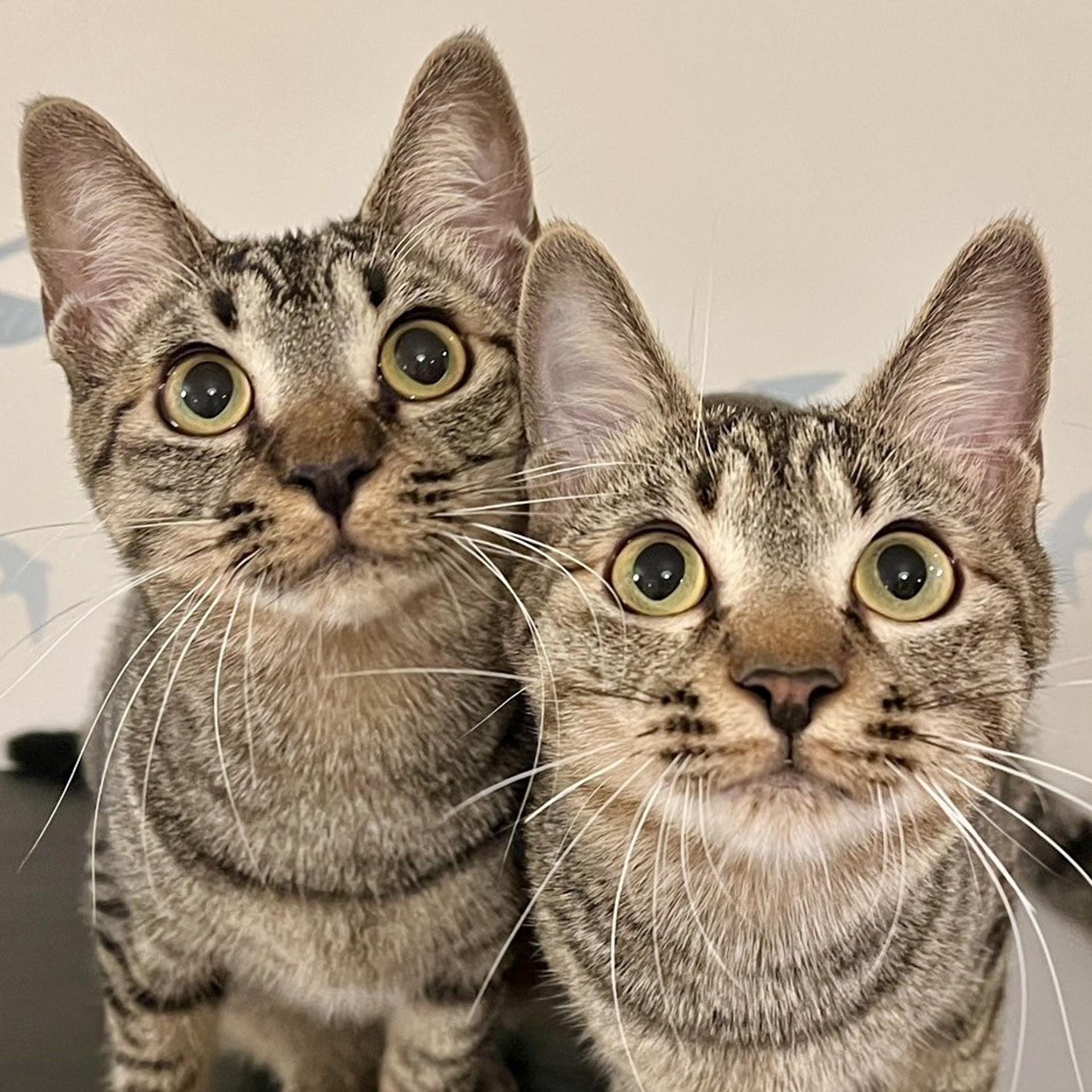 pet-image-5