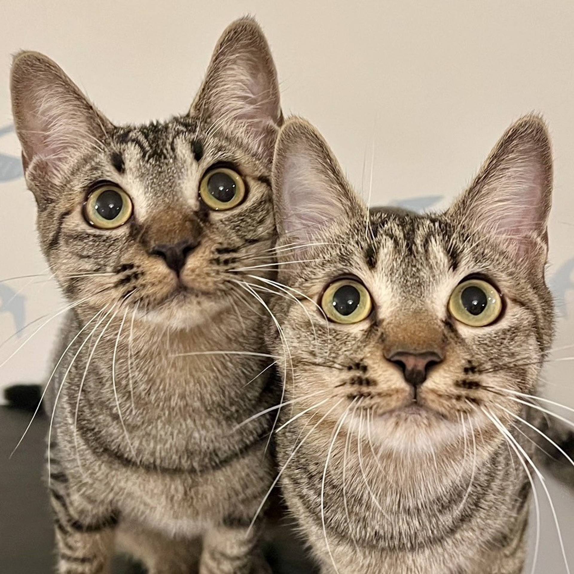 雑種（ミックス猫）・オスの里親募集の写真