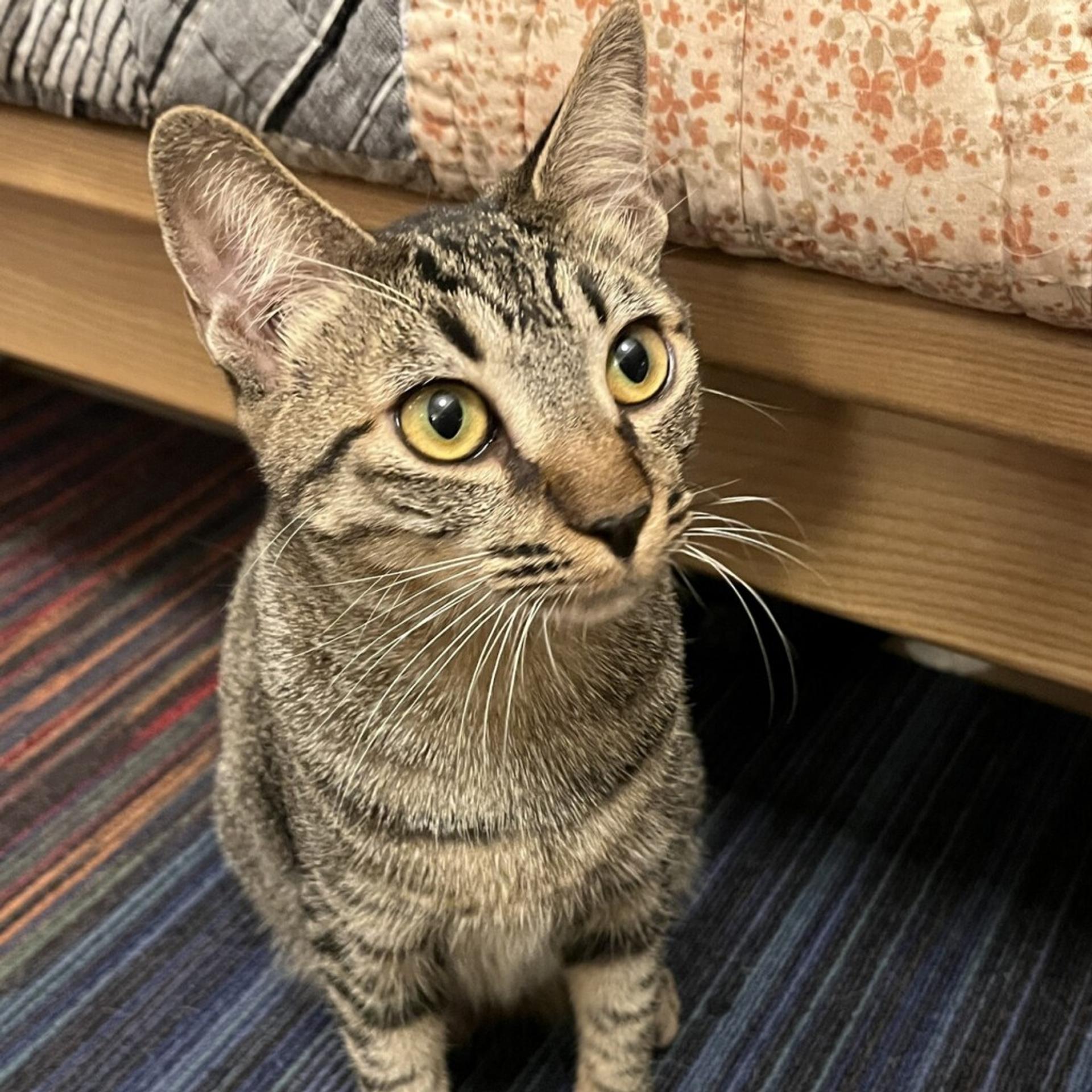 pet-image-8