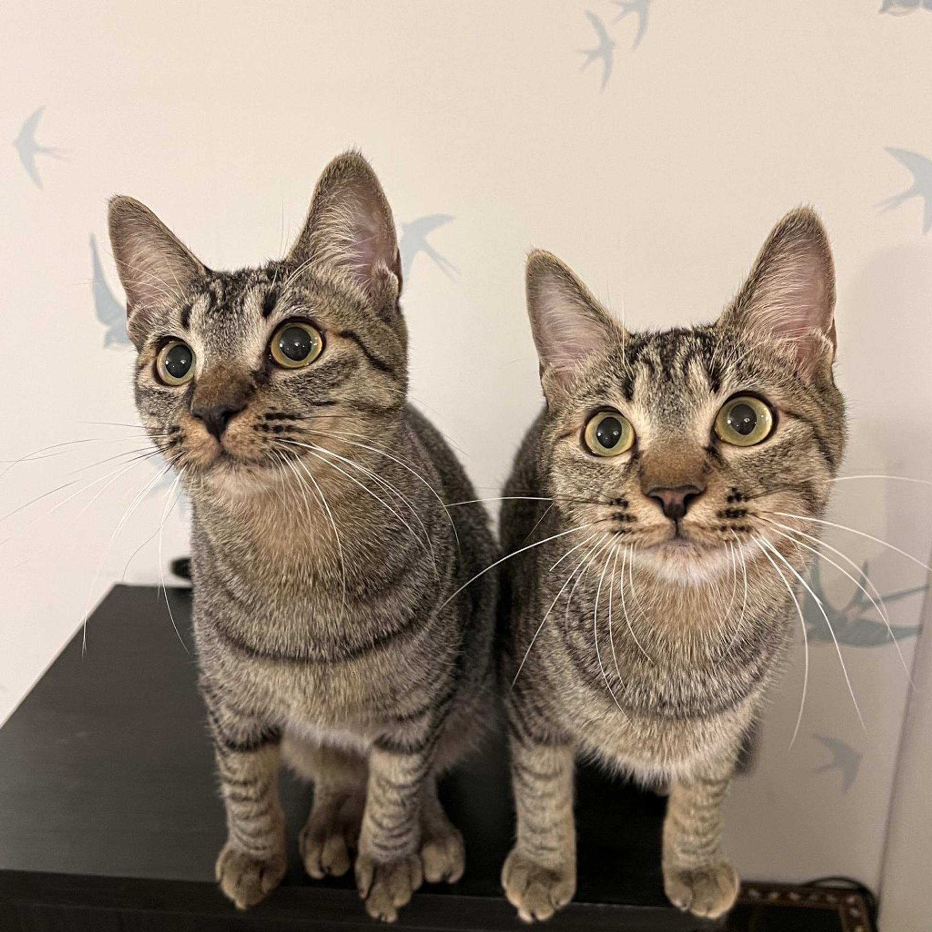 pet-image-5
