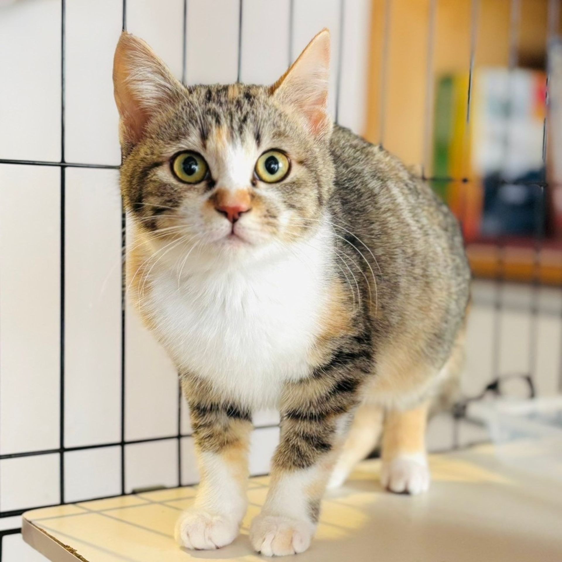 雑種（ミックス猫）・メスの里親募集の写真