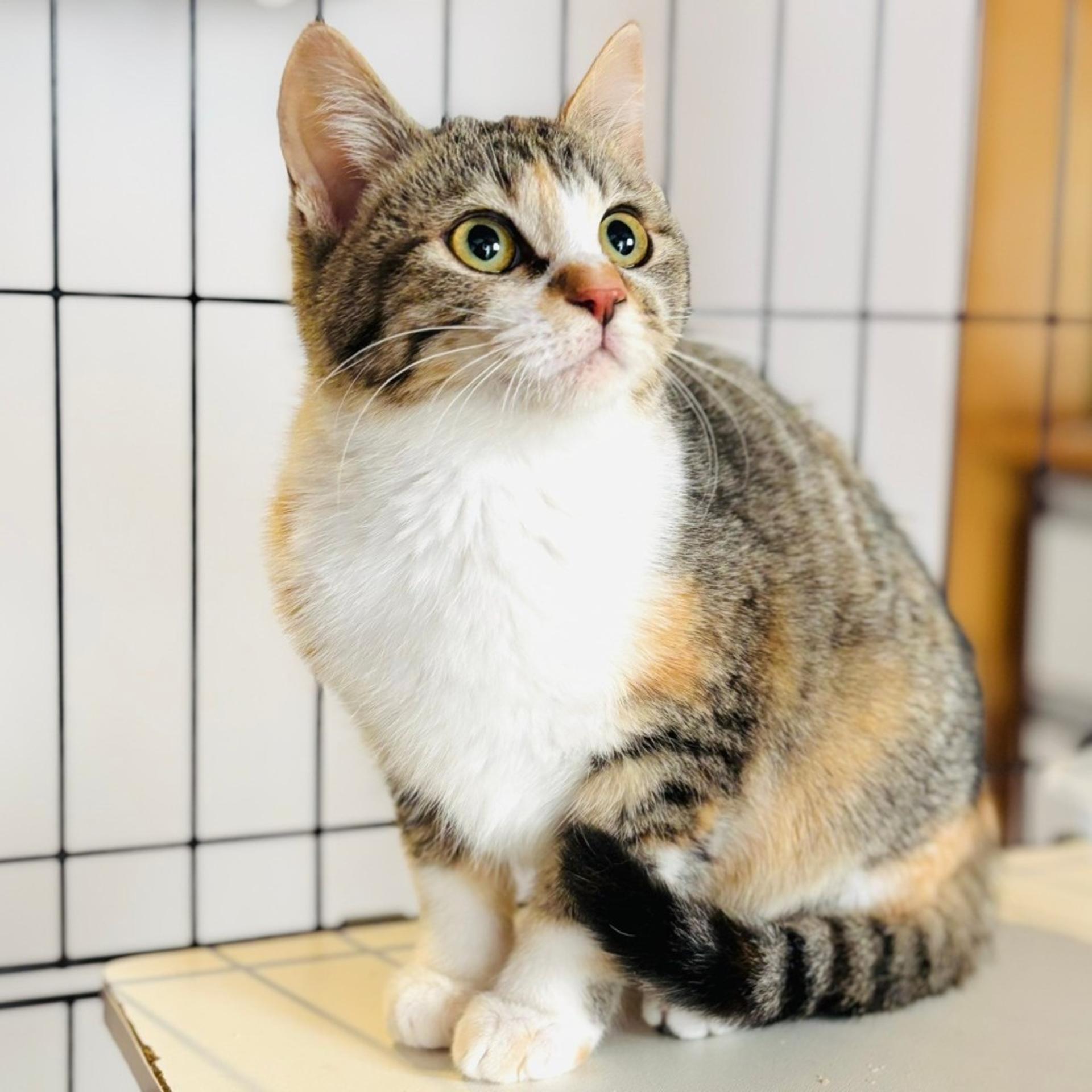 pet-image-6