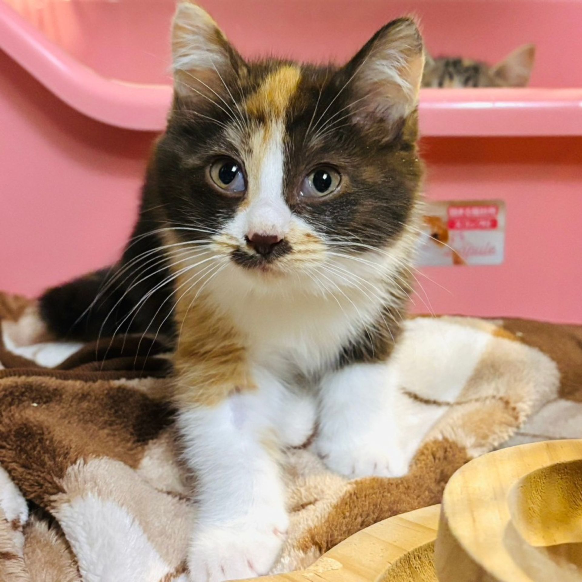 雑種（ミックス猫）・メスの里親募集の写真