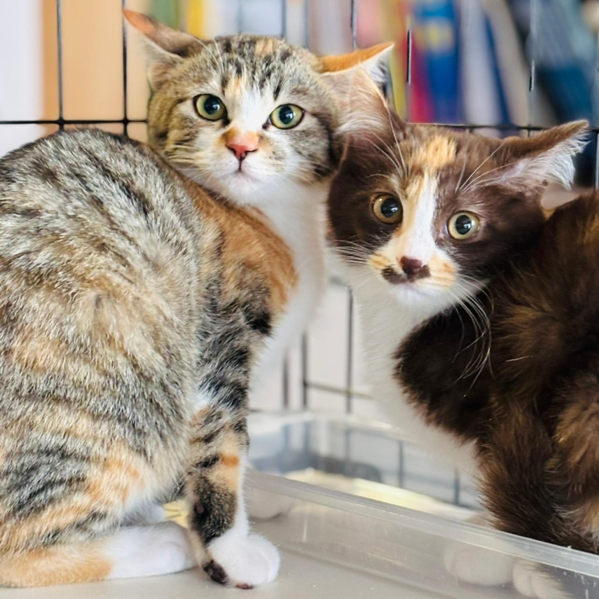 pet-image-6