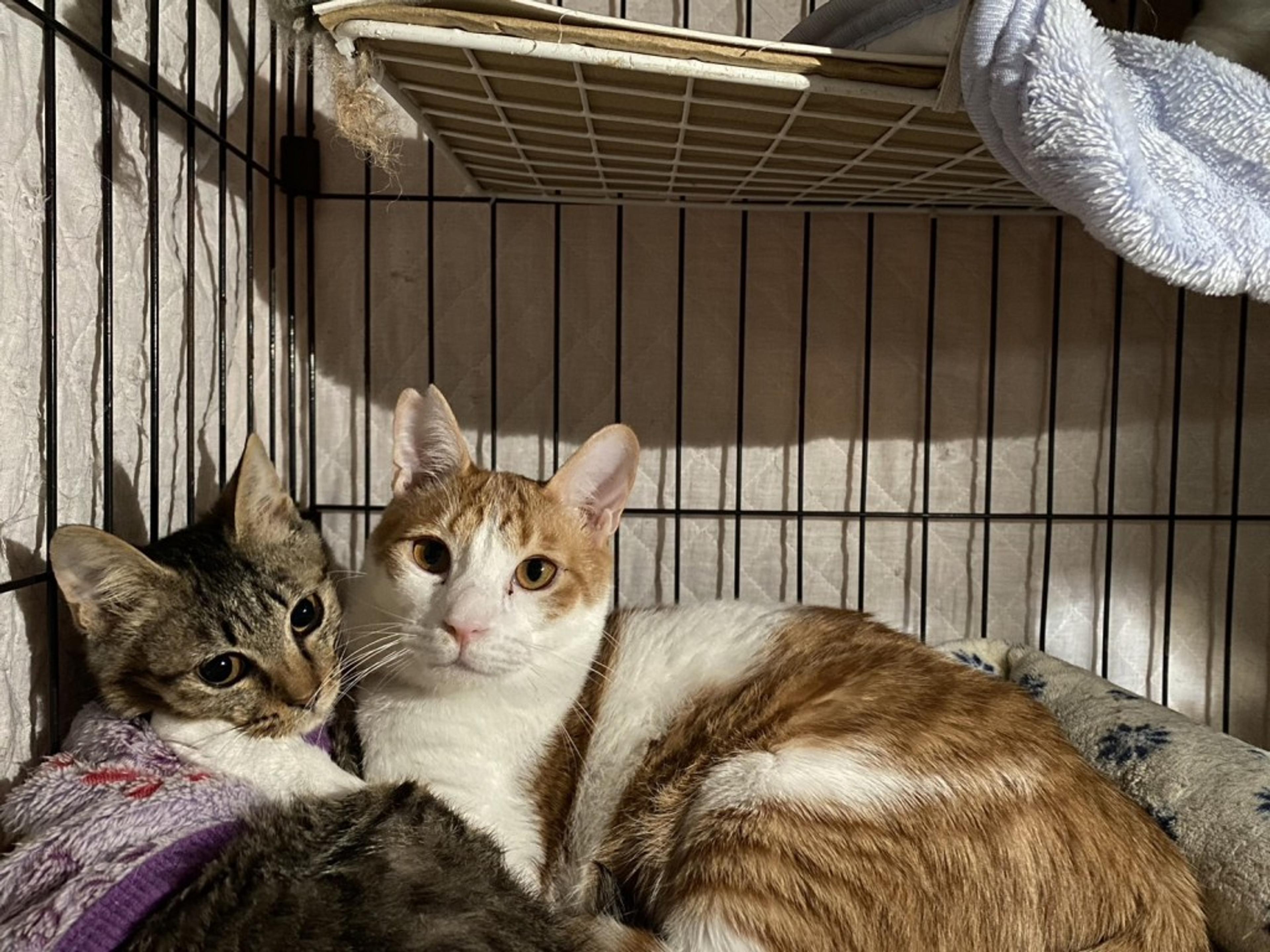 pet-image-2