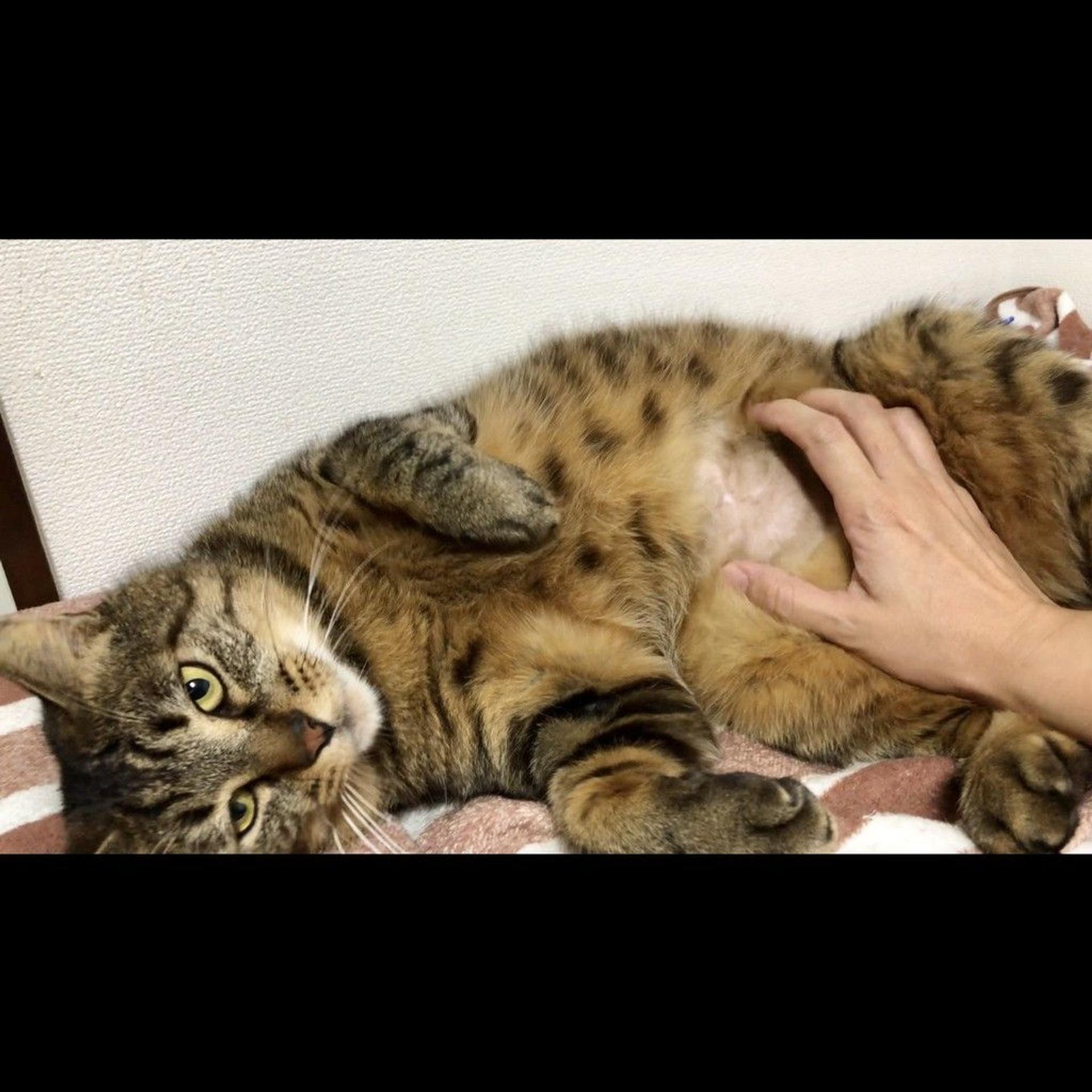 pet-image-8