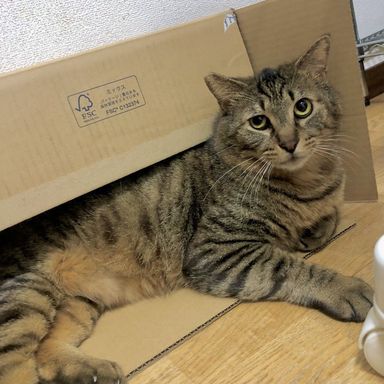 毎週日曜日譲渡会デカ猫☆甘えん坊チューイ君