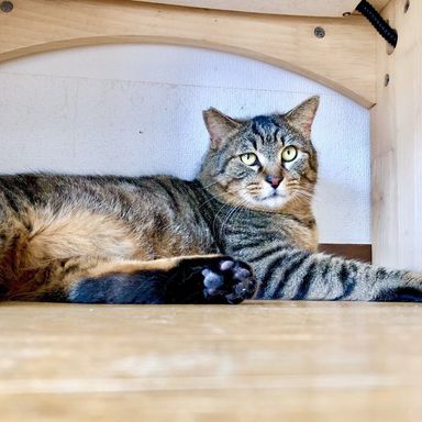 毎週日曜日譲渡会デカ猫☆甘えん坊チューイ君