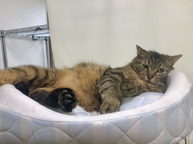 21、25日譲渡会デカ猫☆甘えん坊チューイ君