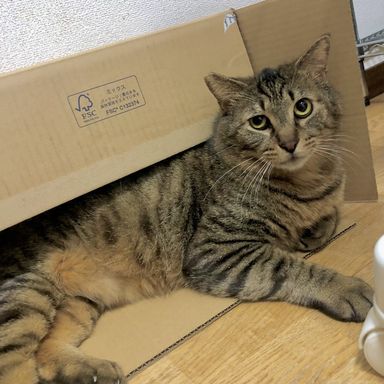 21、25日譲渡会デカ猫☆甘えん坊チューイ君