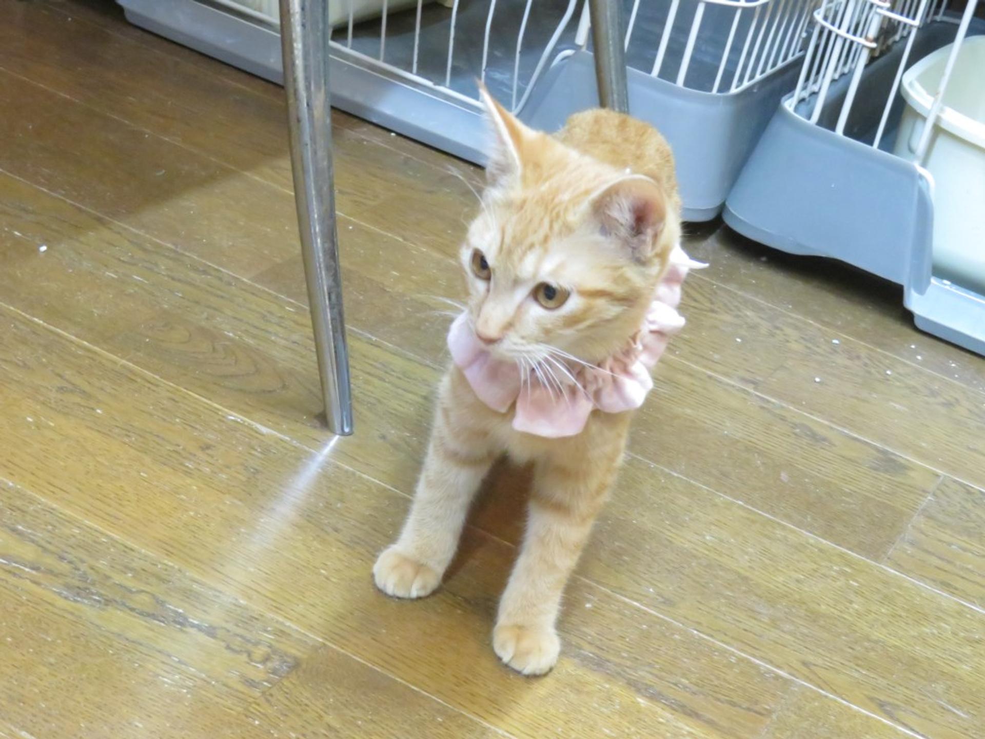 pet-image-5
