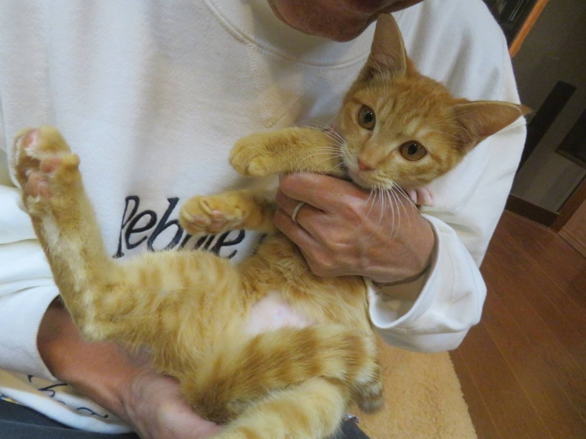 雑種（ミックス猫）・メスの里親募集の写真