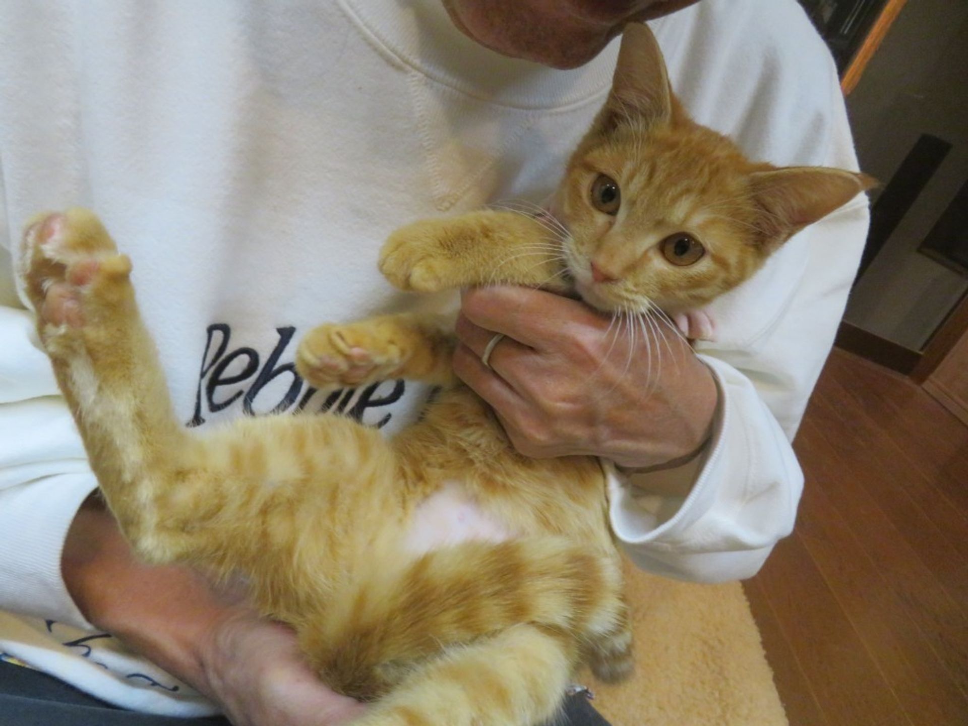 雑種（ミックス猫）・メスの里親募集の写真