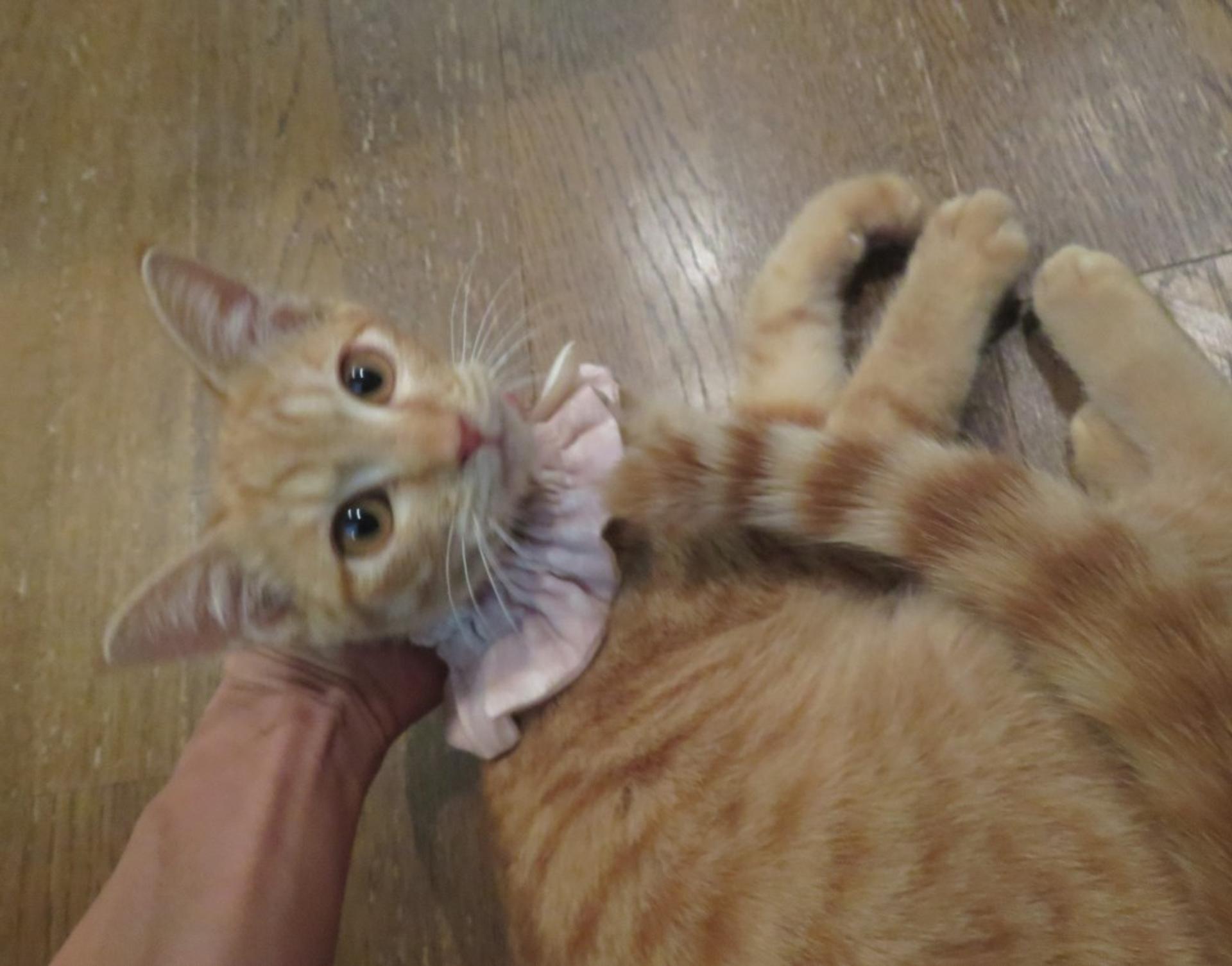 pet-image-3