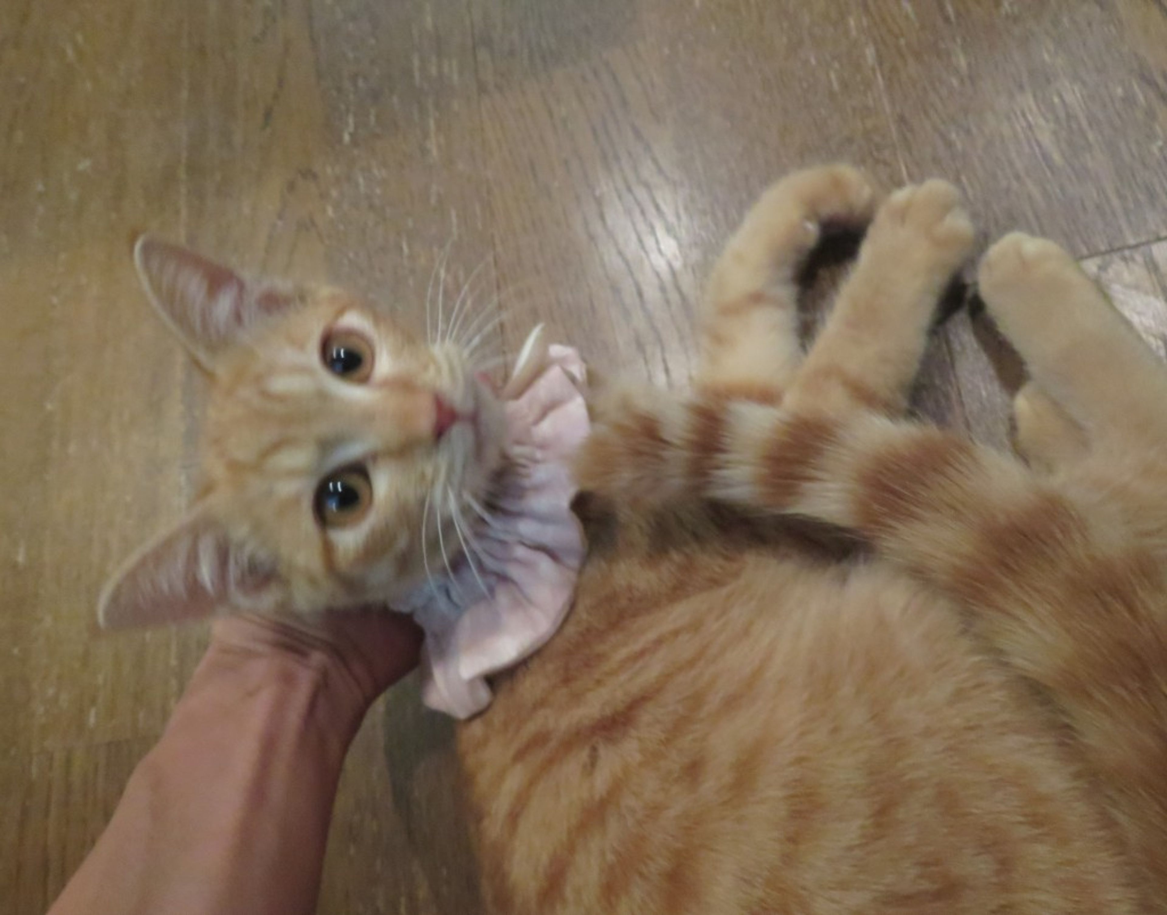 pet-image-3
