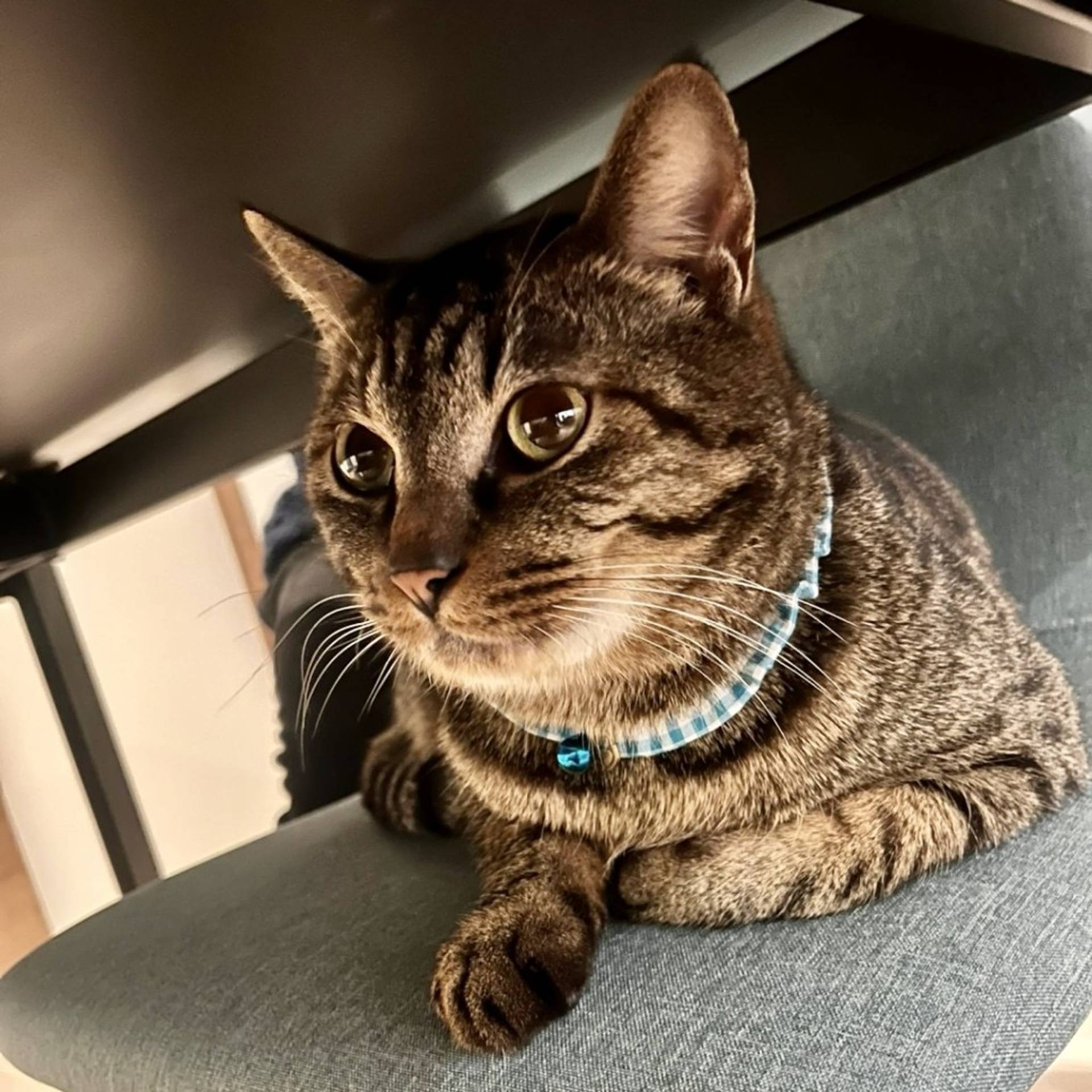 雑種（ミックス猫）・オスの里親募集の写真